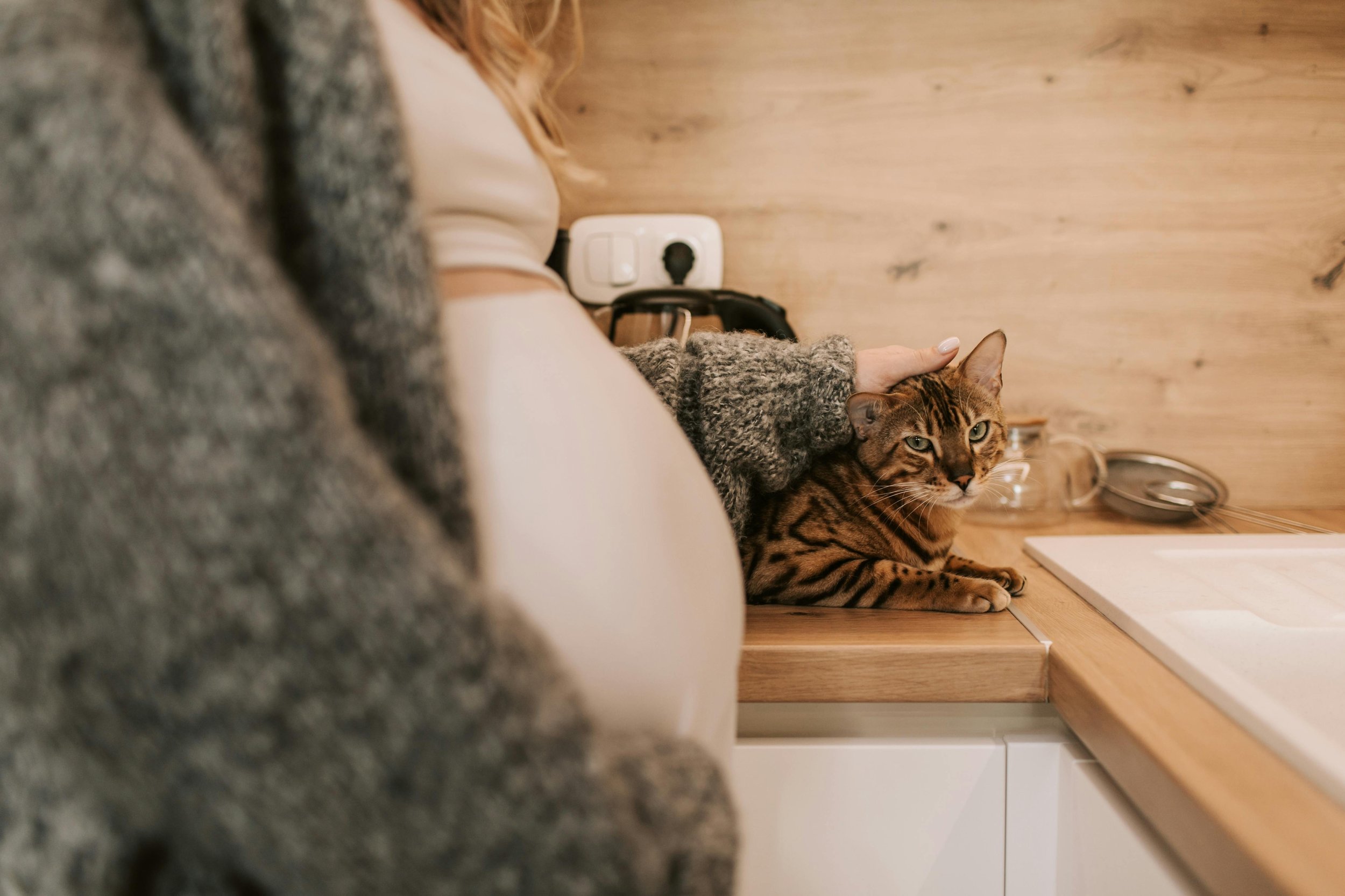 A person petting a Bengal cat on a wooden kitchen countertop.
