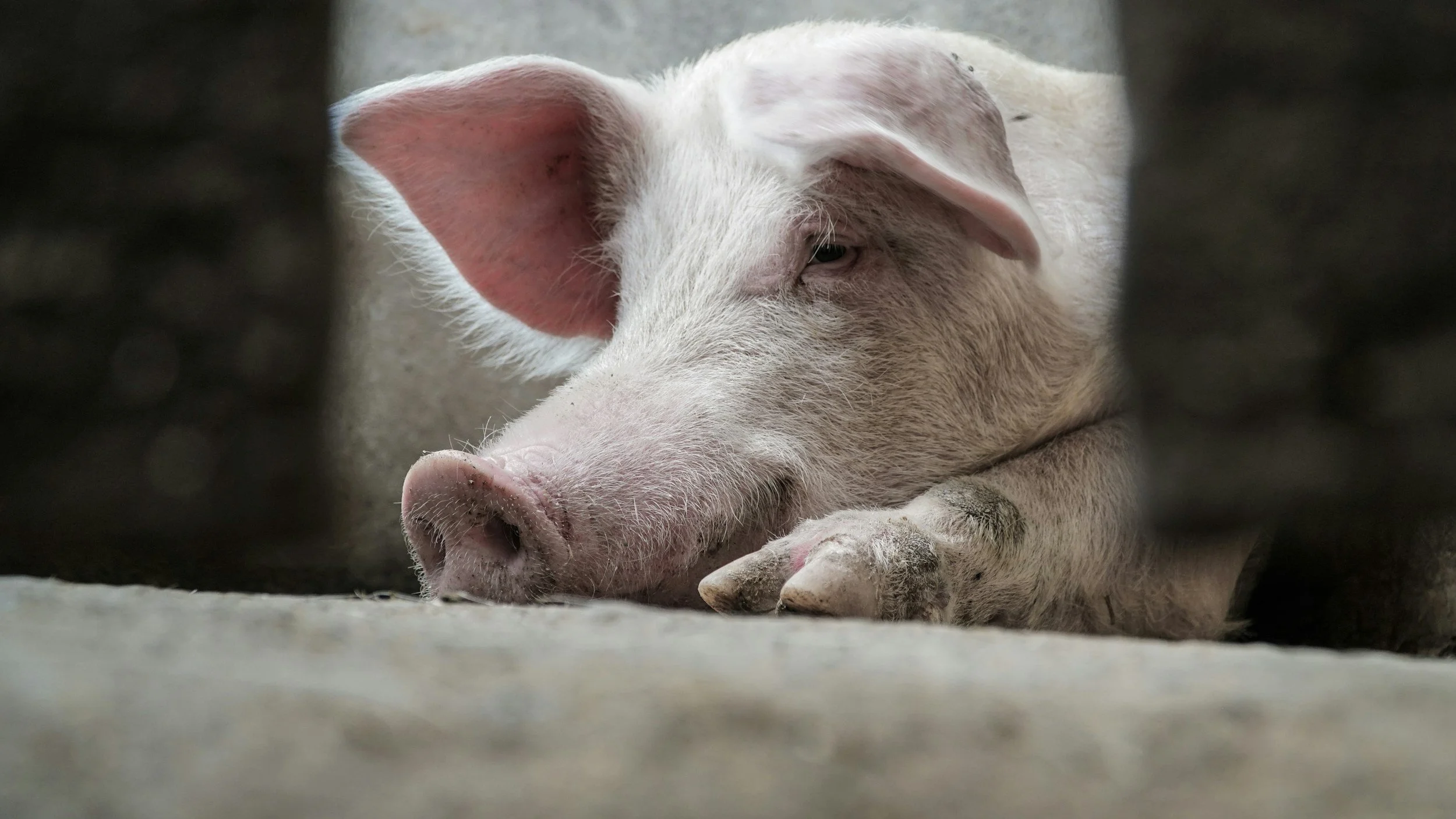 A pig lies on a concrete floor looking towards the viewer.