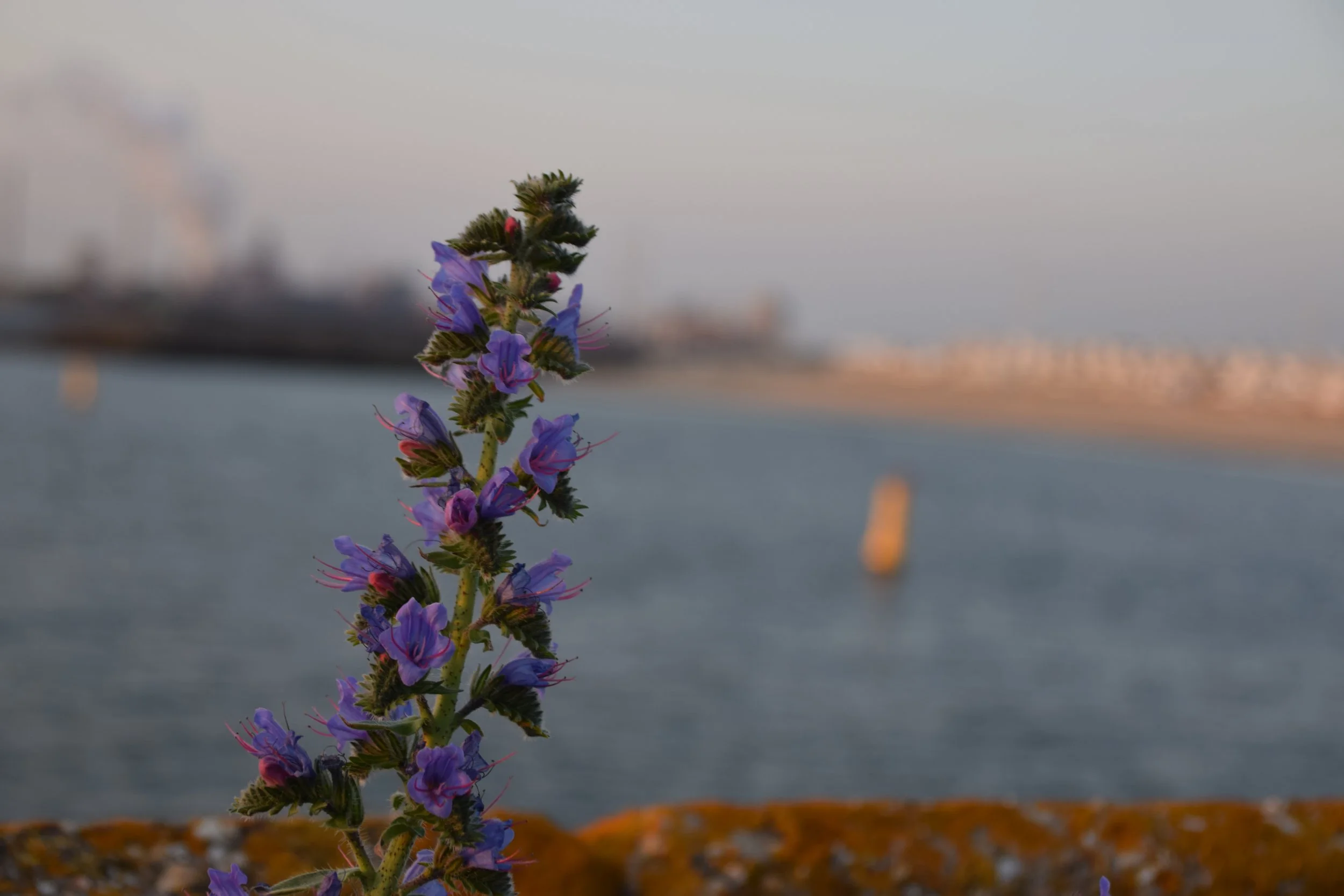 DSC_1585.JPG