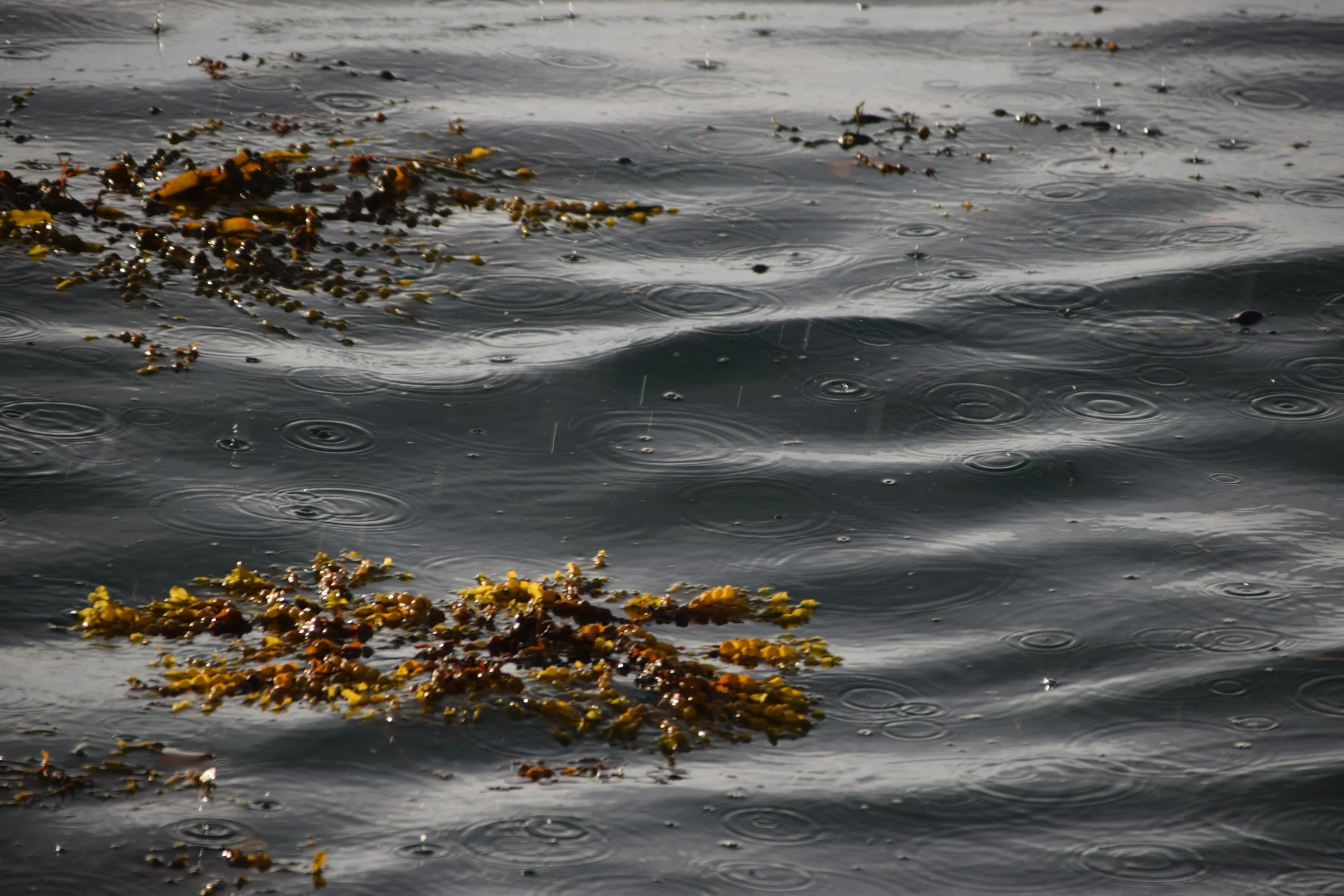 DSC_2046.JPG