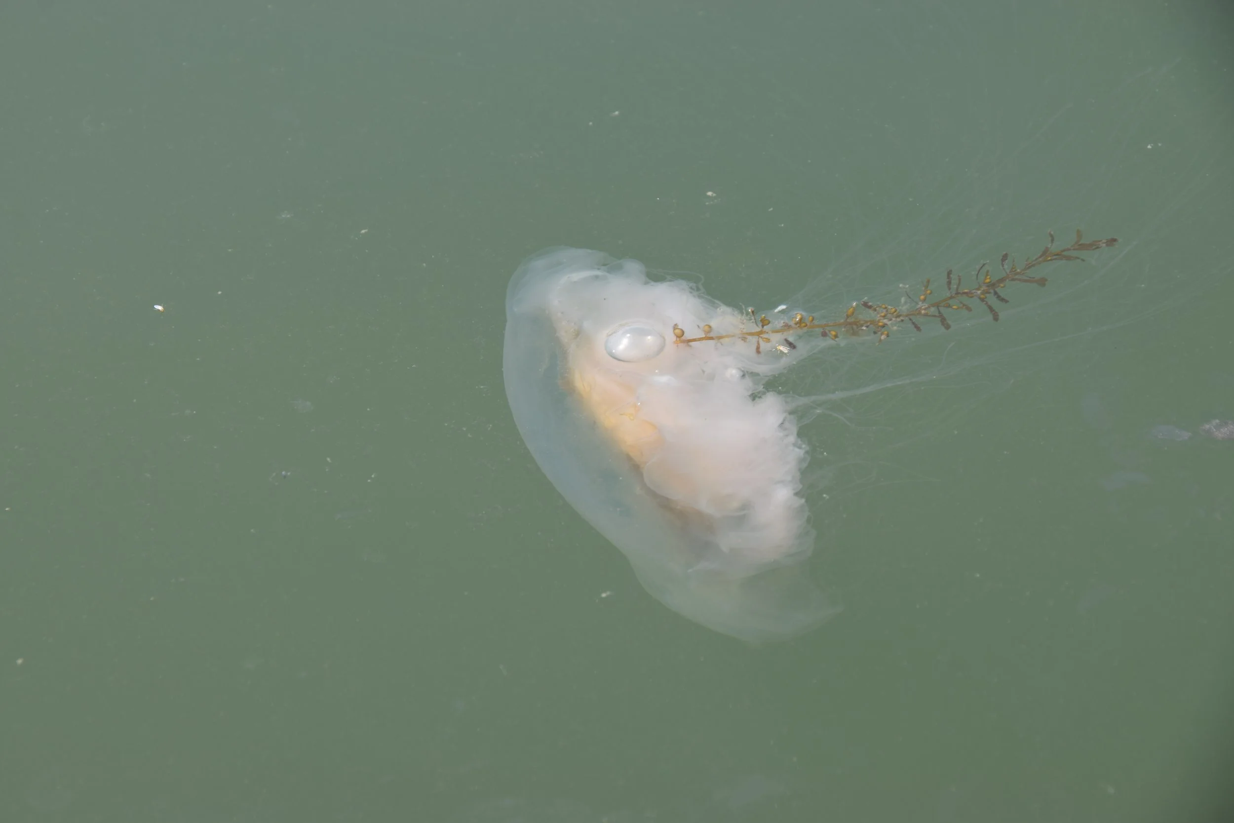 DSC_1027.JPG
