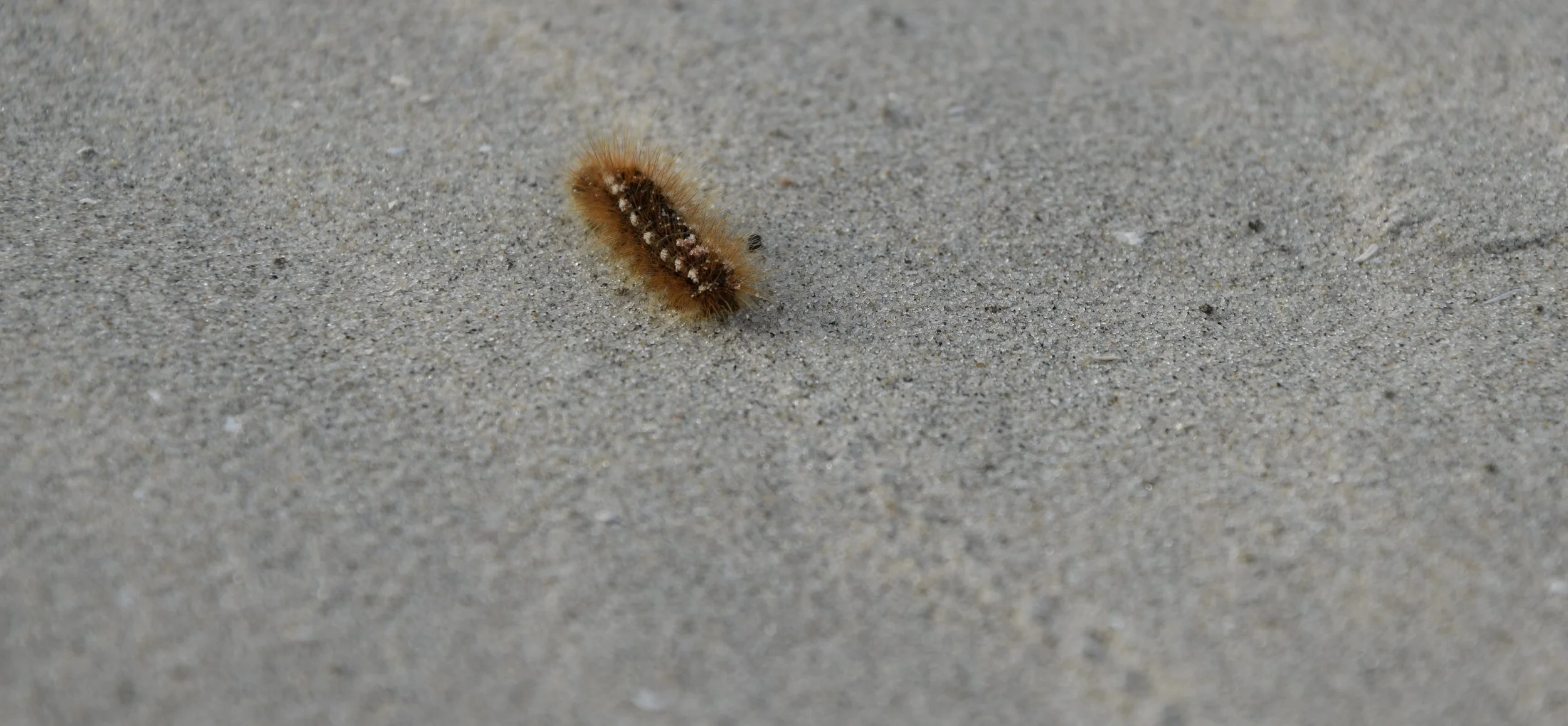 DSC_0853.JPG
