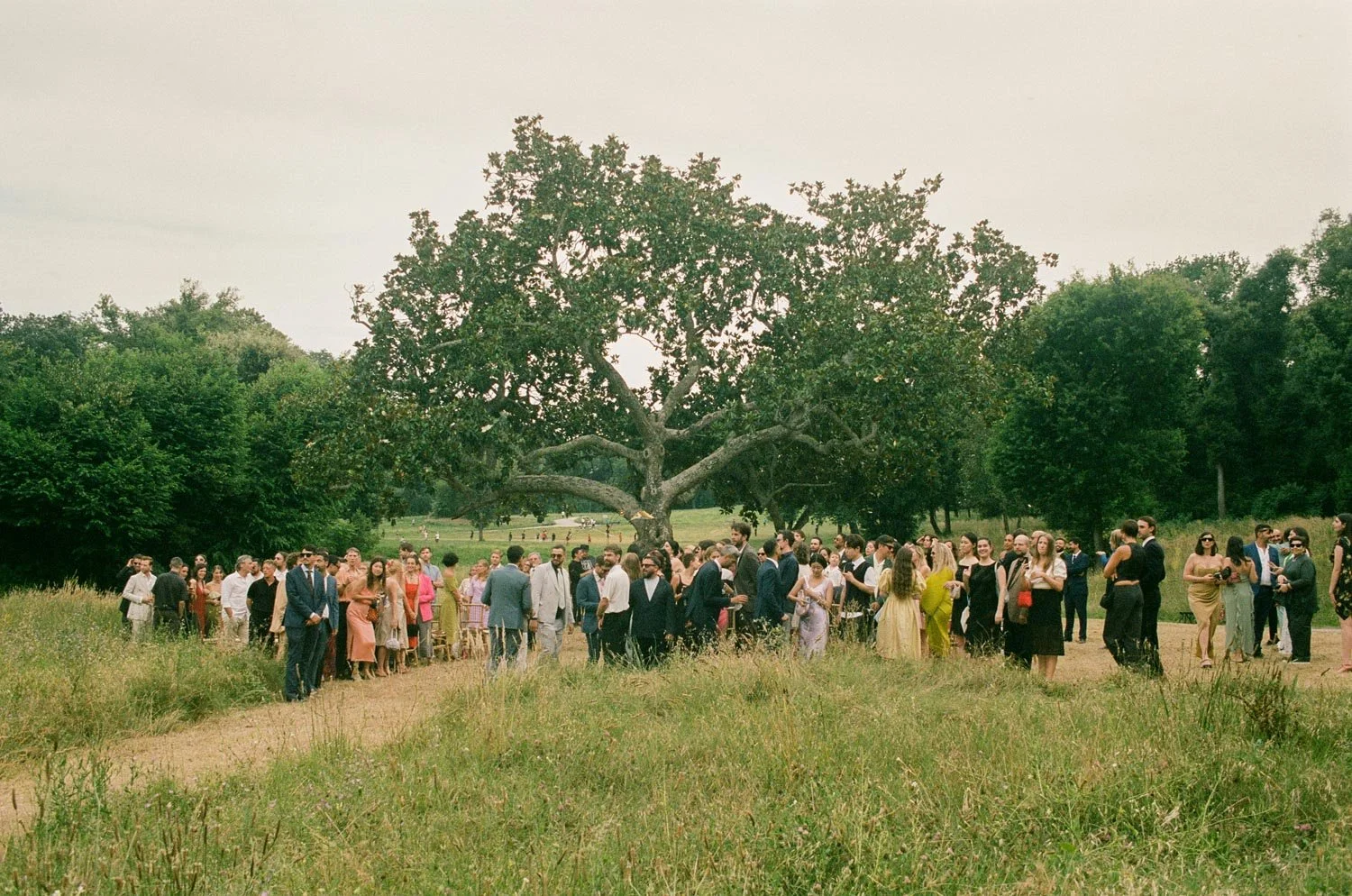 Gruppo di persone in un matrimonio all'aperto sotto un grande albero, vestiti eleganti, in un paesaggio naturale con erba e altri alberi sullo sfondo.