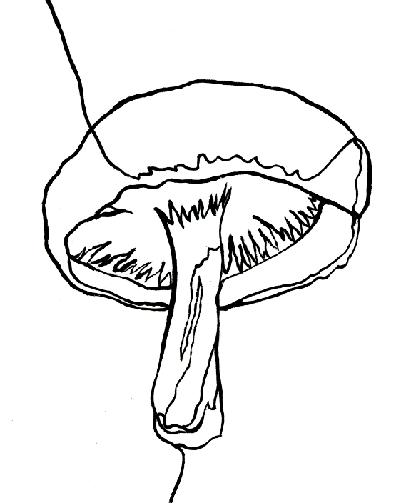 Root