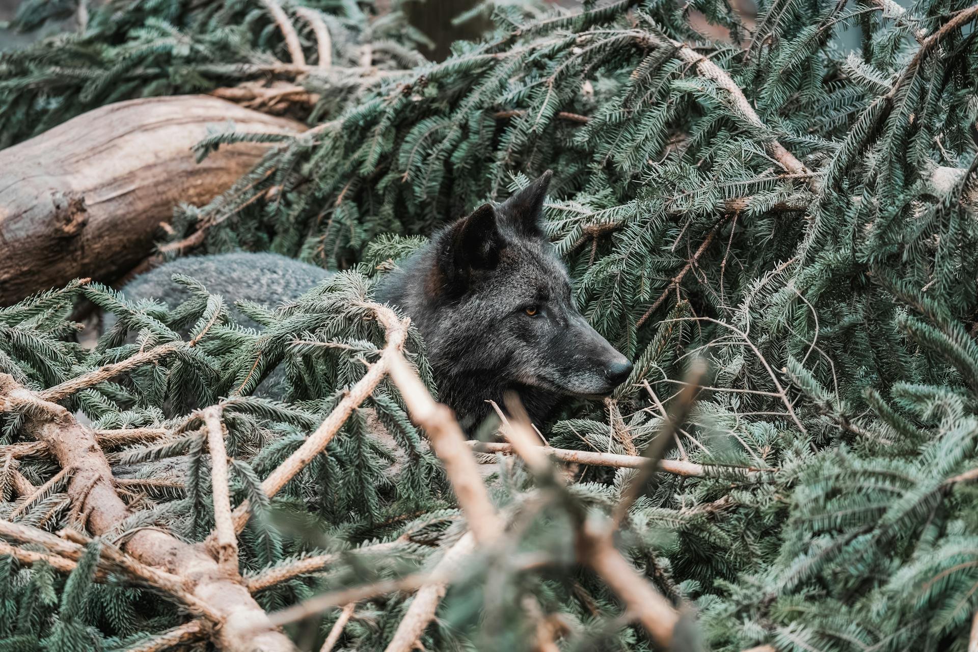 A wolf resting among dense pine tree branches.
