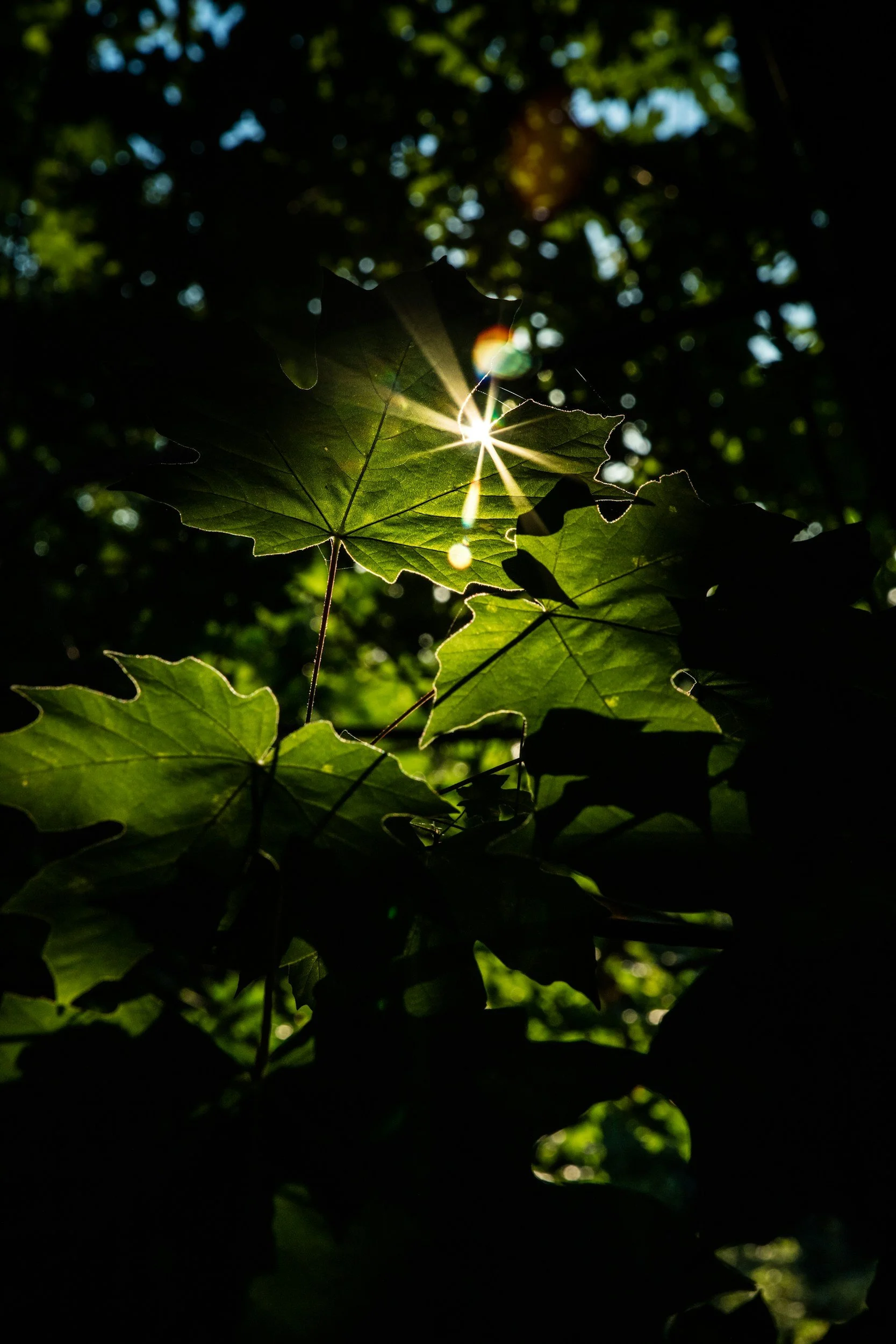 Sunlight shining through green leaves in a dark forest.