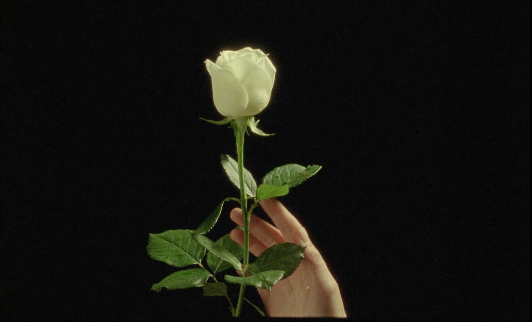 La belle année_c Simon Averin_Gustav Agestrand_7.jpg