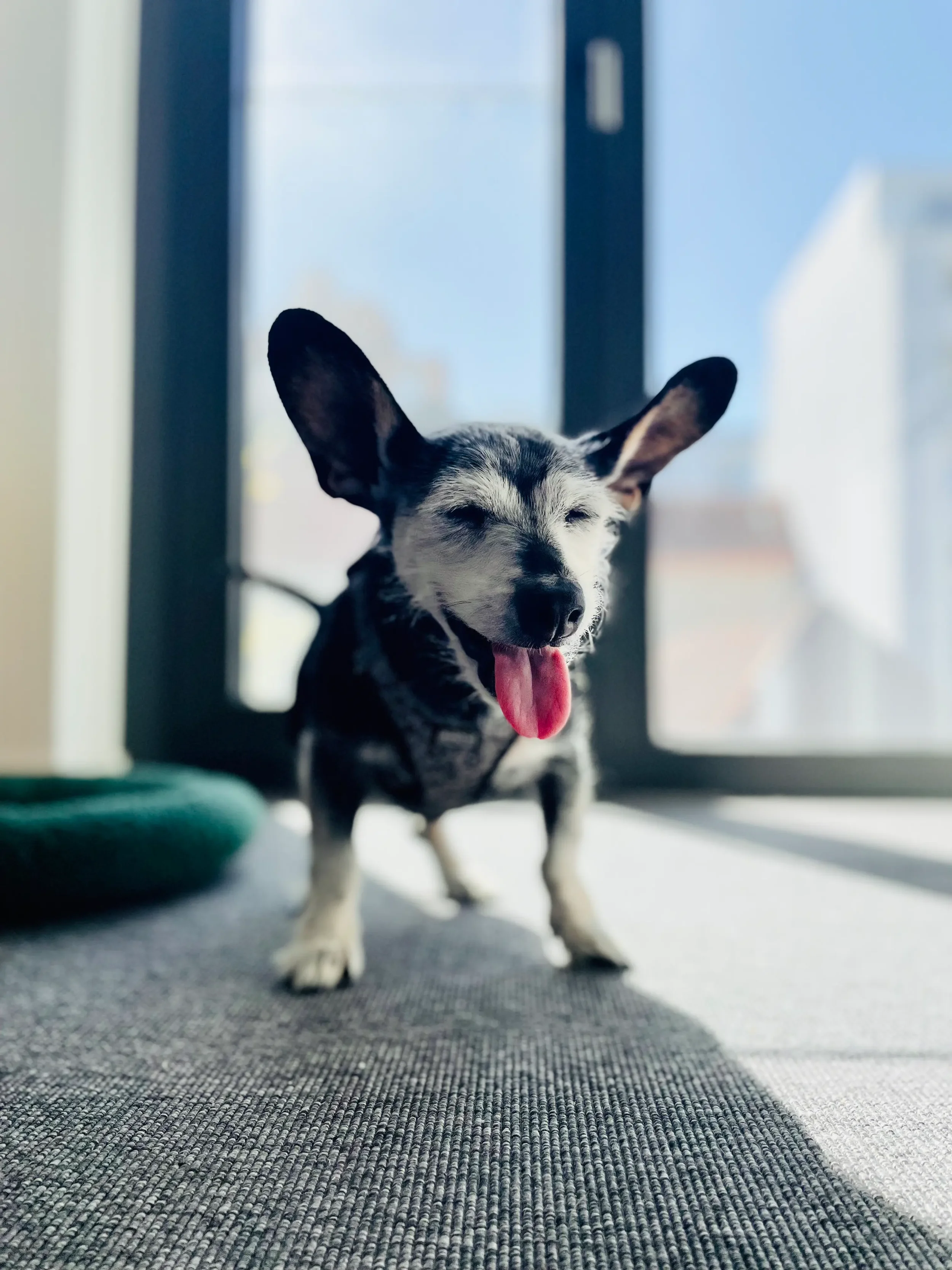 Ein kleiner schwarz weißer Hund steht vor einem Fenster. Die Ohren des Hundes sind sehr groß und erinnern an eine Fledermaus. Der Hund streckt die Zunge raus und kneift die Augen zusammen.