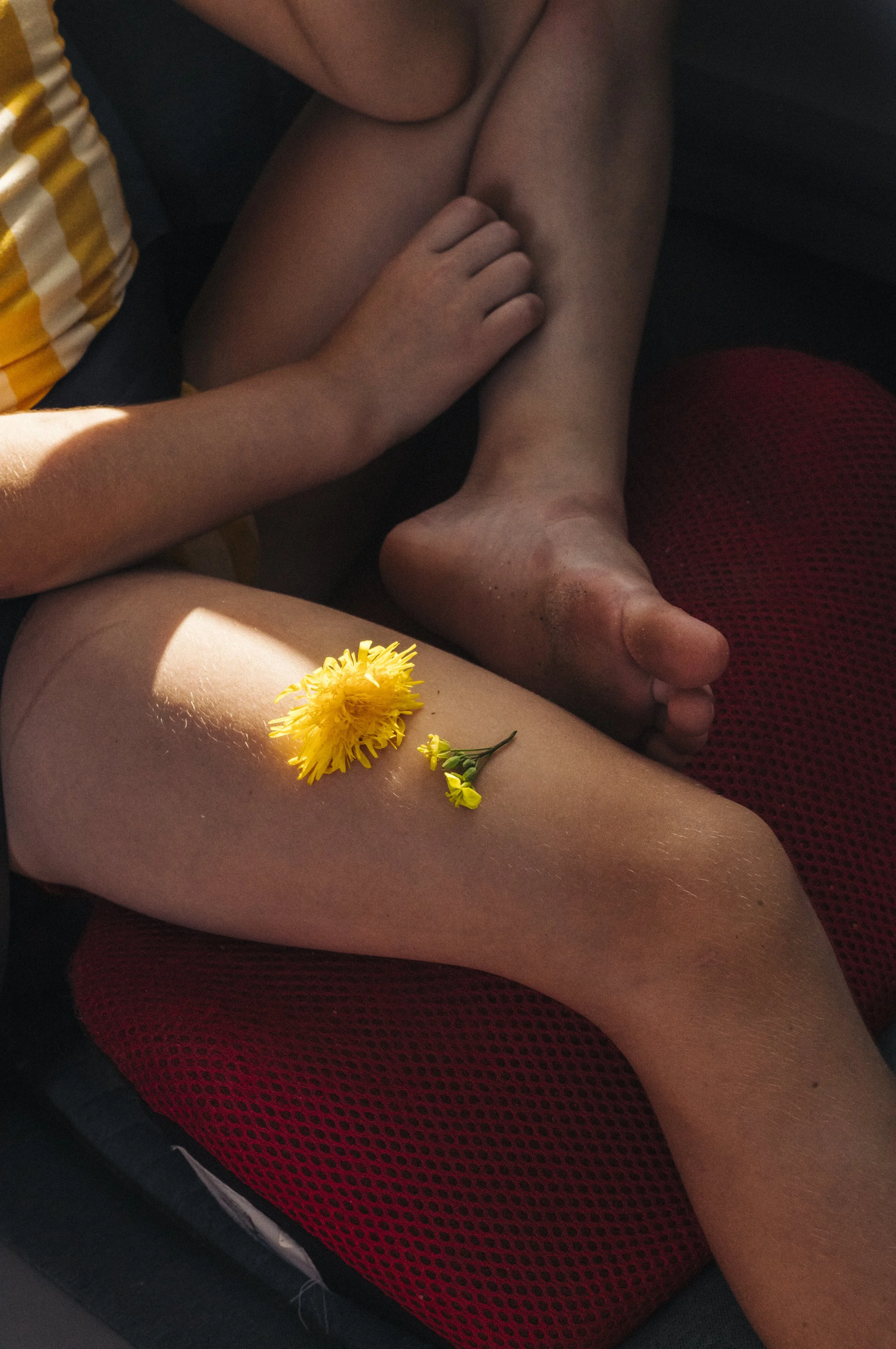 Dandelion 
60X90CM 
Ed 5 + 1AP