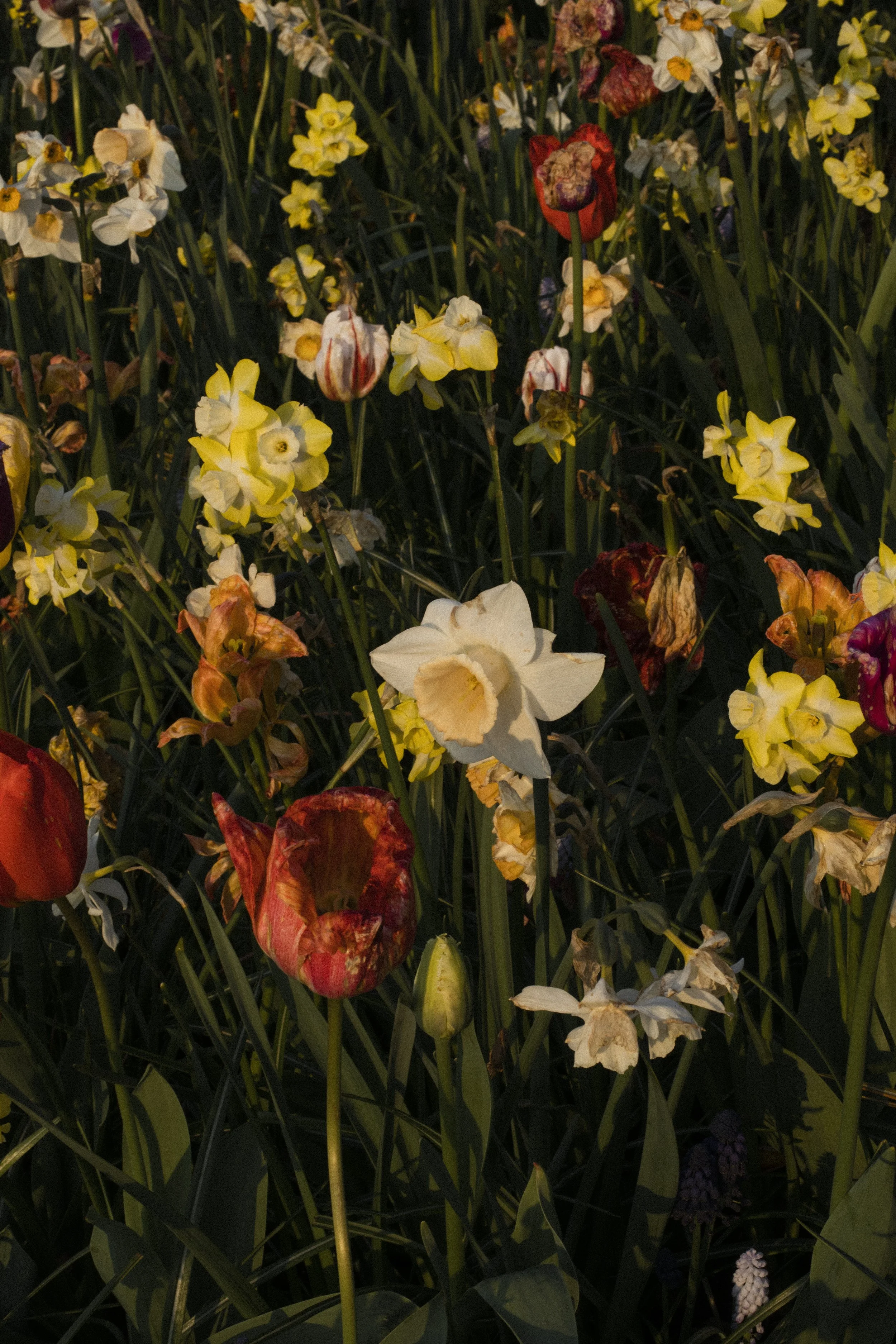 Daffodil 
32X48CM 
Ed 5 + 1AP