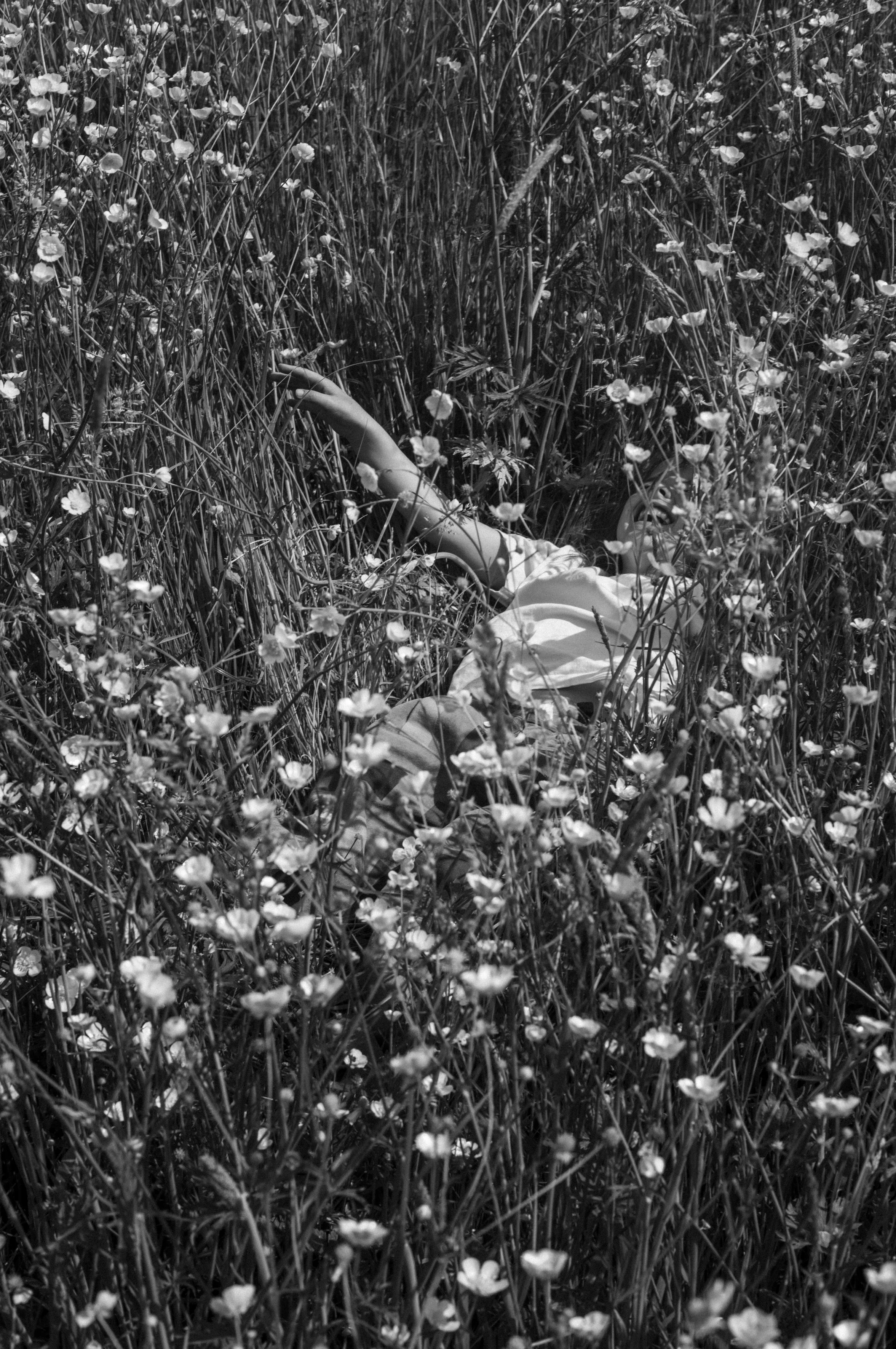 Flowerfield 
60X90CM
Ed 5 + 1AP