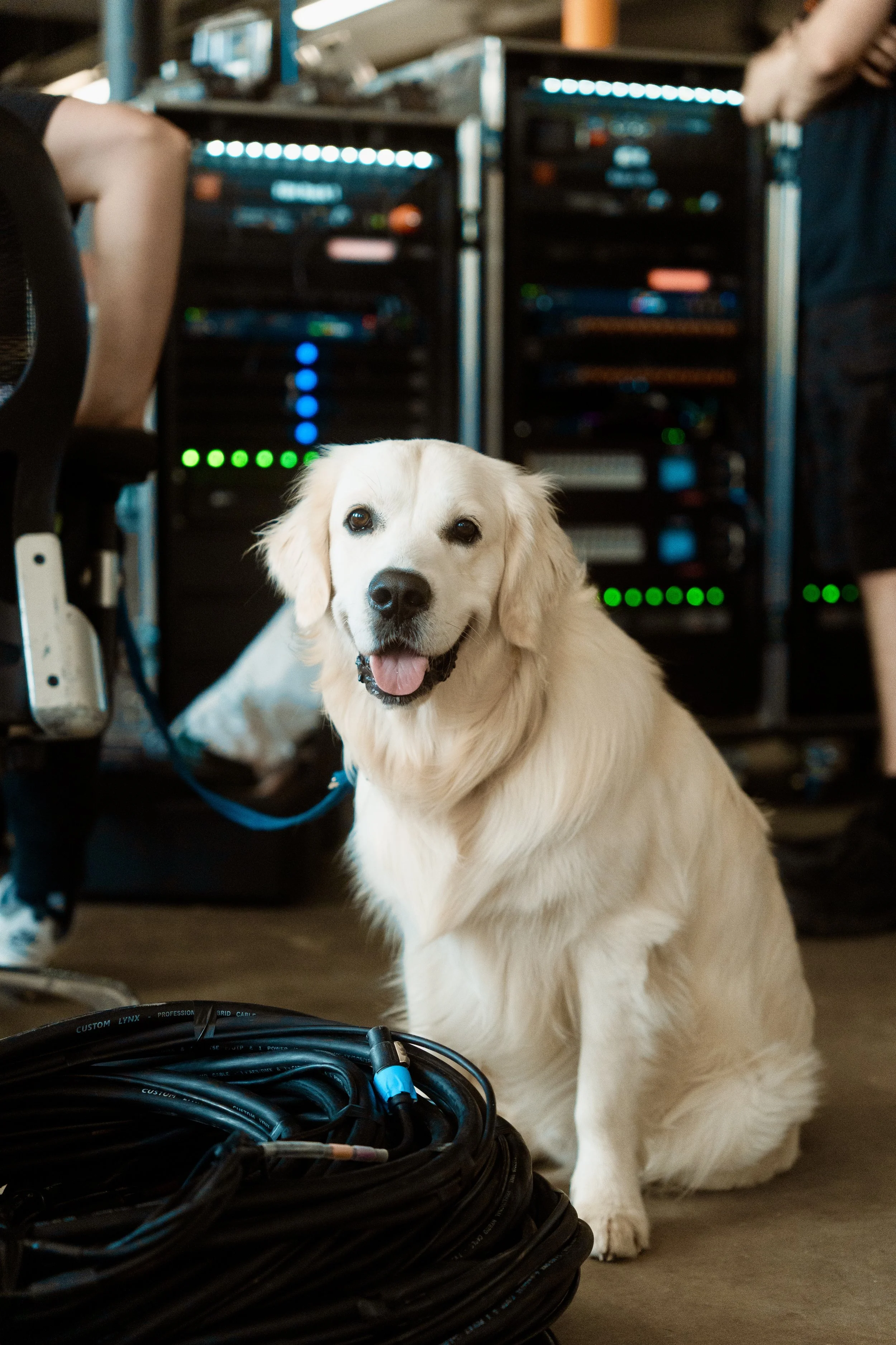Golden retriever dog sitting indoors with computer server racks in the background and tangled cables in the foreground.