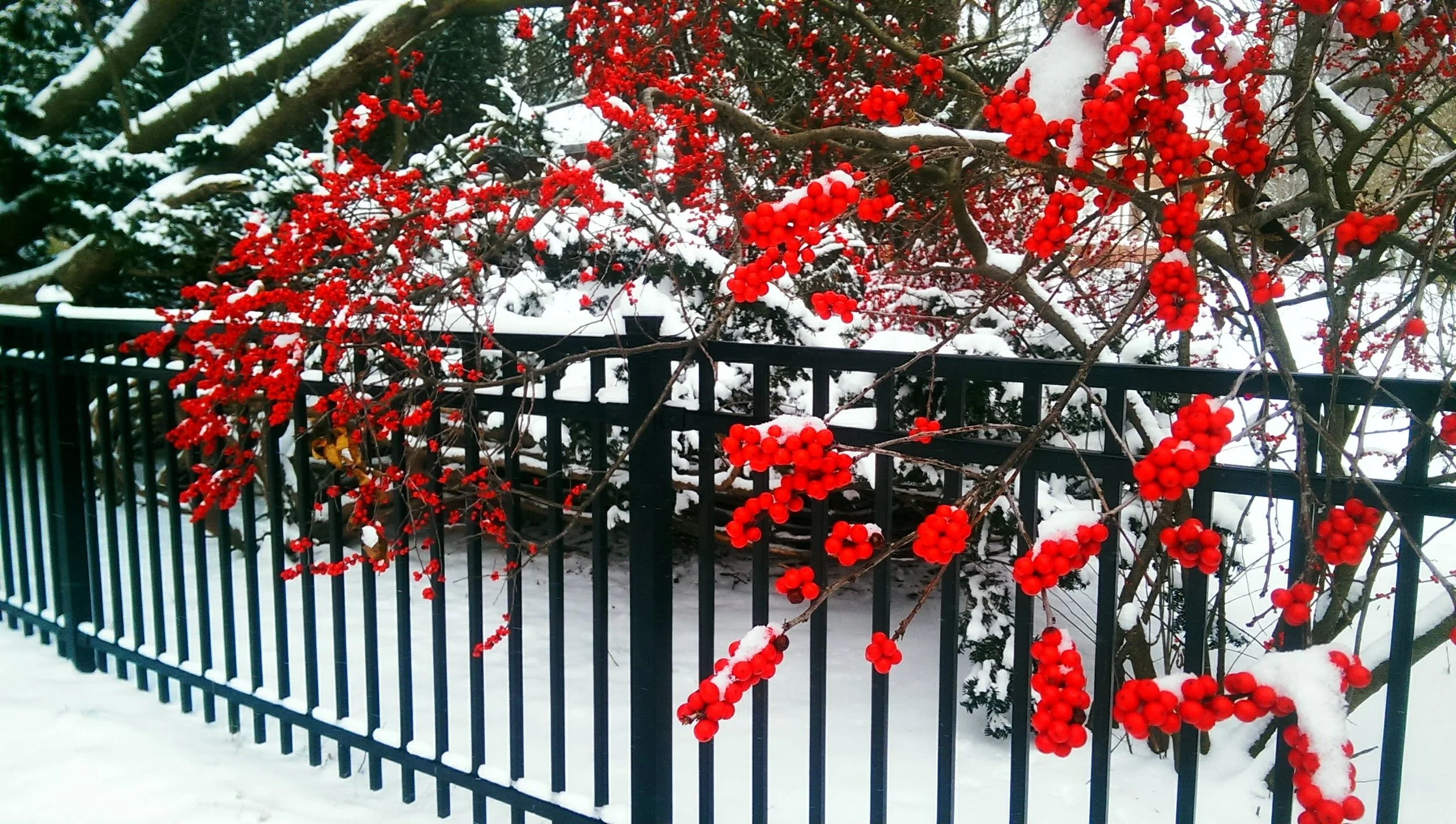 Dancing in the Dark Fields of Illness and Pain: a six-session online class