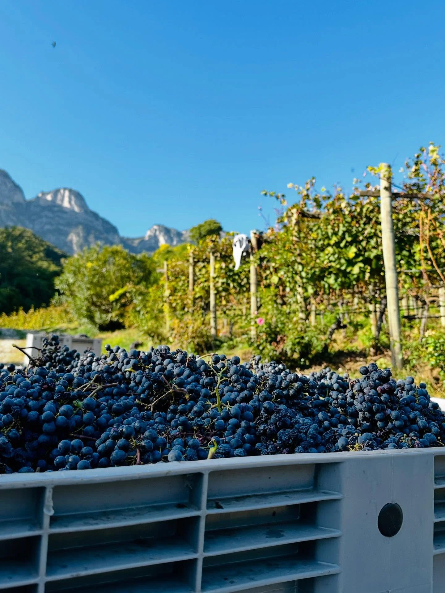 TIEFENBRUNNER, Alto Adige: Harvest is well underway in the Cortaccia area of Alto Adige and quality is looking fantastic!!

#wine #italianwine #vino #winemaking #winestagram #vineyard #winery #vinexus #vinexusitalia #altoadige #sudtirol #vendemmia202