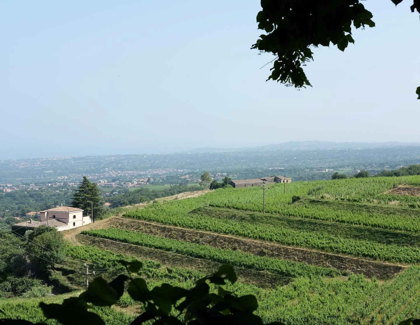 BARONE DI VILLAGRANDE, Etna - nestled in Milo on the eastern versante of Etna, Barone di Villagrande&rsquo;s area is perfect for whites. With its position at the upper limit of the DOC (800m asl), a combination of ionian breezes, significant diurnal 