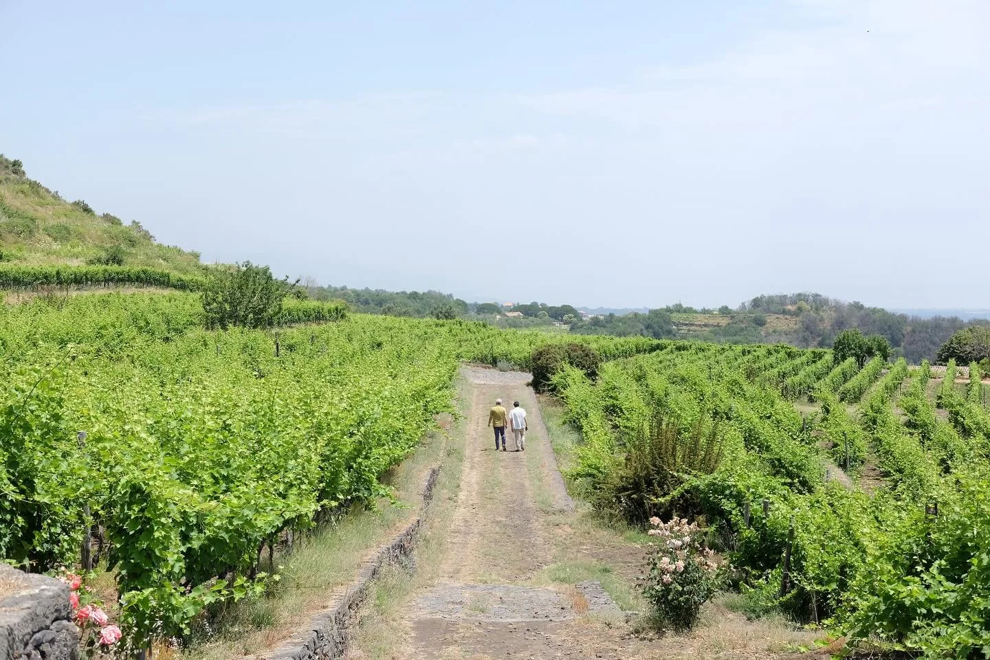 NICOSIA, Etna - The Monte Gorna volcanic cone, sitting directly opposite the Ionian Sea, acts as a cru level site in Etna. A combination of its excellent SE exposition, the favourable Grecale wind, significant diurnal range (700m asl), and complex so