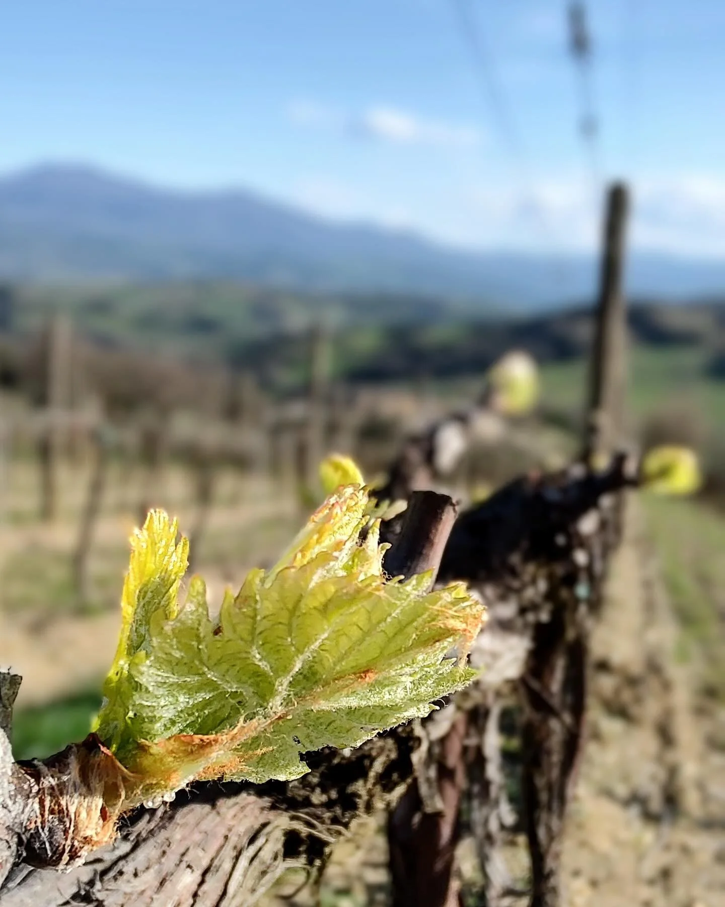 GIANNI BRUNELLI, Montalcino - Spring in Montalcino! The first stages of the growing cycle are well underway and the estate is currently working on in-row soil mounding to improve soil aeration and suppress the emergence of competitive vegetation.

#w