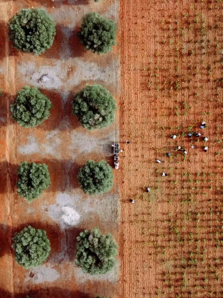 FELLINE, Puglia: Some great shots from Felline&rsquo;s harvest in Manduria of alberello-grown Primitivo from the iron-rich, red soils that Puglia is famous for. Quality looks absolutely superb!!

#wine #italianwine #vino #winemaking #winestagram #vin