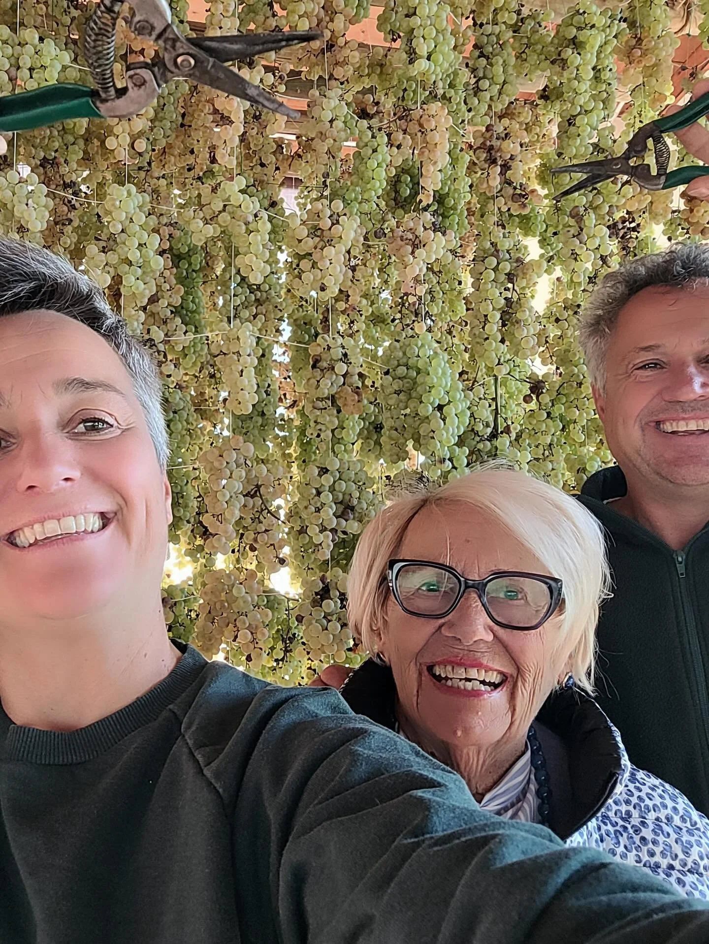 The lovely Coffele family celebrate a fantastic harvest in 2025! Even their donkies, who are used to only the highest of quality Garganega, seem to agree that the fruit is simply delicious this year 😋
#vinexus #italianwine #soave #coffele #vendemmi