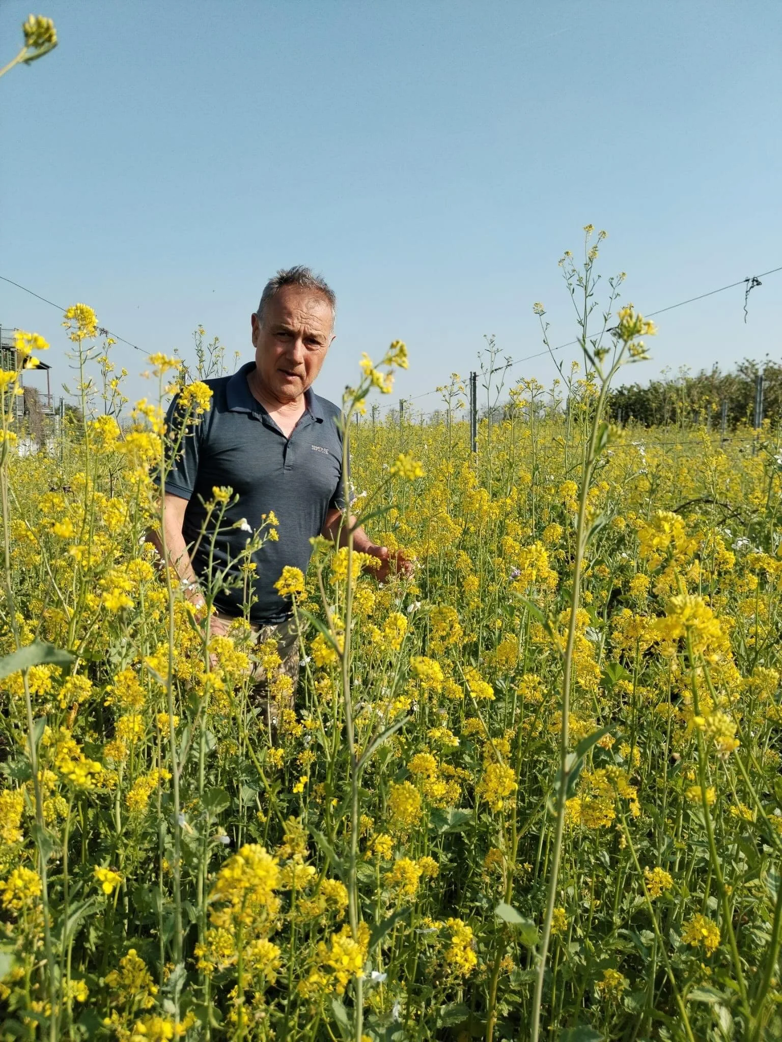 FATTORI - Antonio Fattori in his vineyards in Soave showing the vegetation between the vines. This will be turned into the soil as green manure, improving soil structure and quality by enriching it with organic matter and nutrients. They are also gre