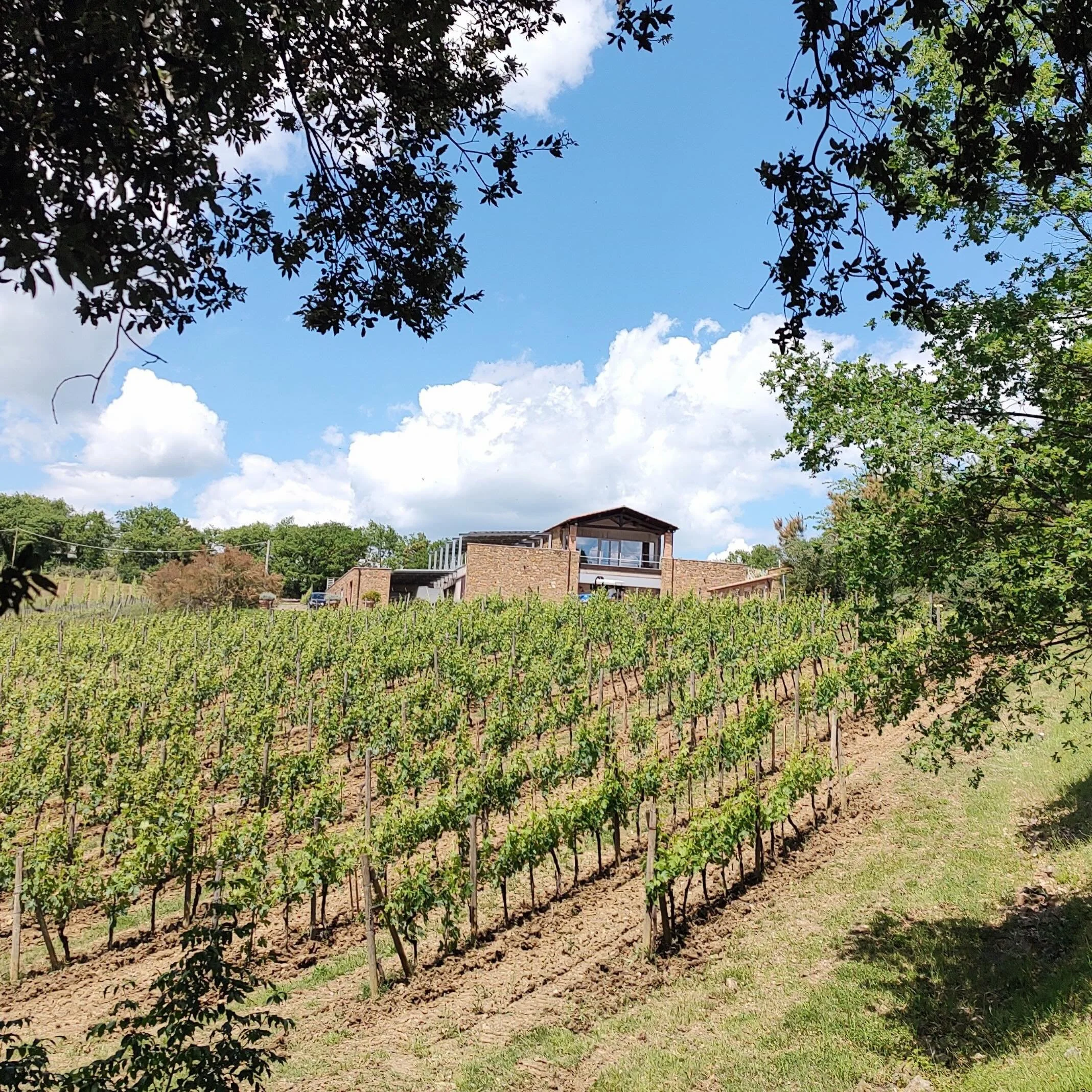 GIANNI BRUNELLI - Laura Brunelli&rsquo;s focus at this stage of the growing season includes selective pruning of secondary shoots on fruiting canes, initial canopy management for optimal aeration, and under-vine ploughing to enhance soil oxygenation 