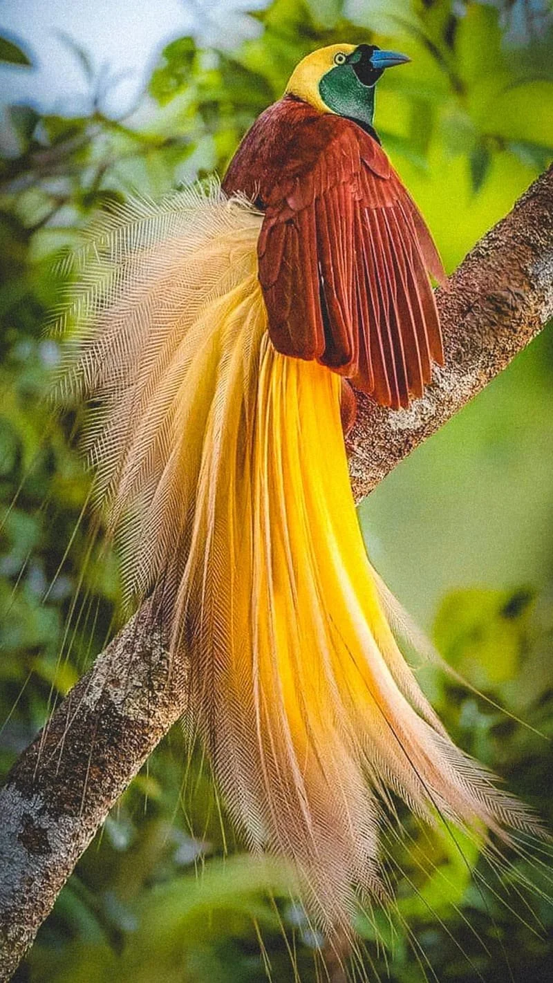 Colorful bird, likely a bird of paradise, perched on a tree branch surrounded by green foliage.