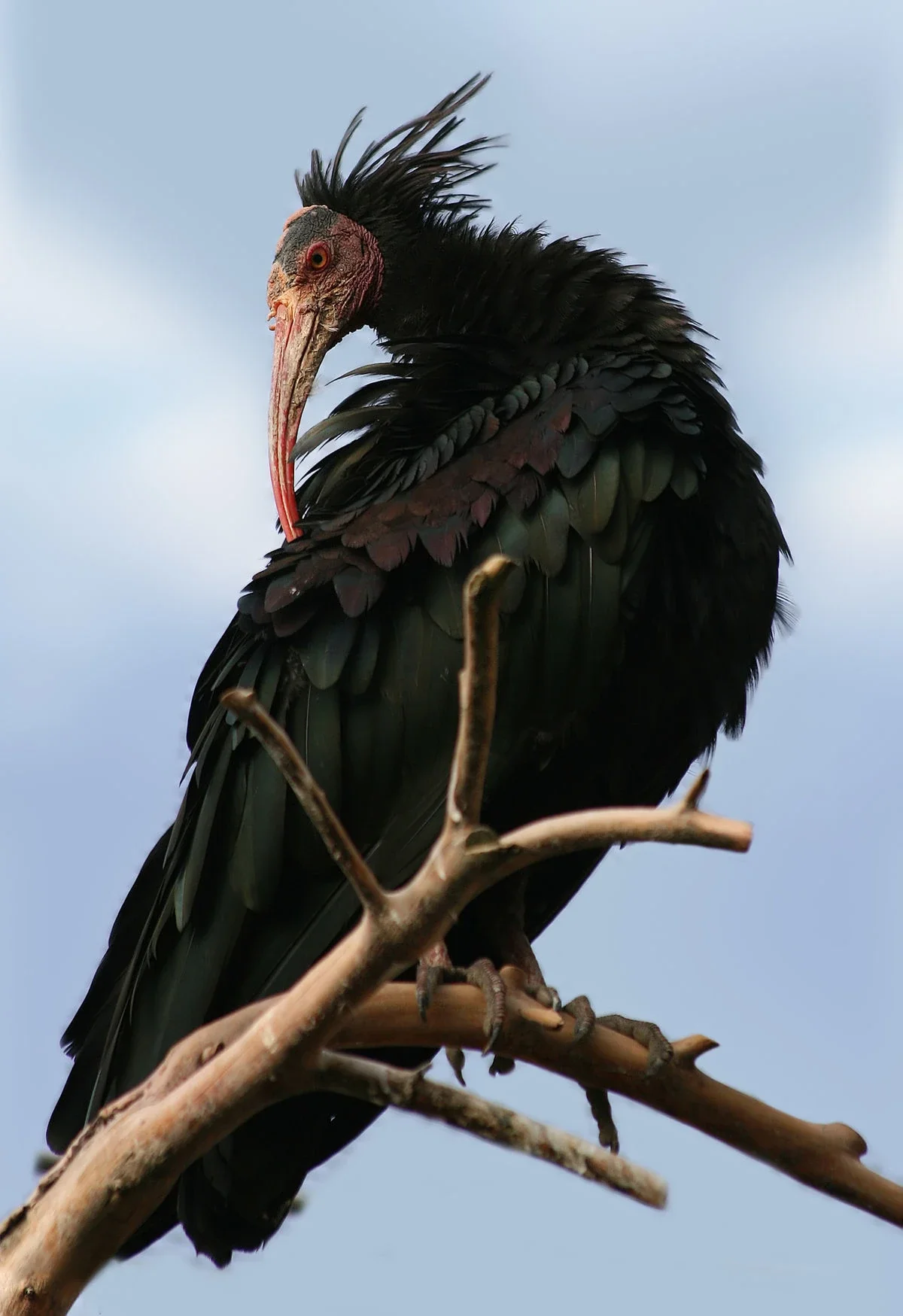 A close-up of a black stork perched on a branch against a cloudy sky.