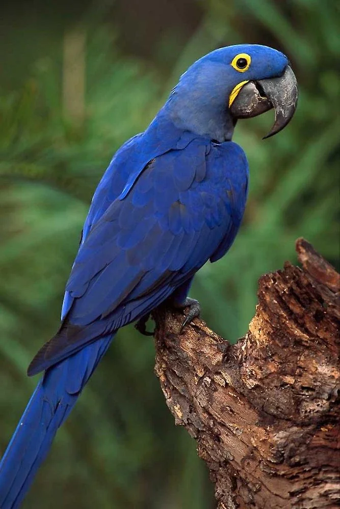 A blue hyacinth macaw parrot perched on a tree branch with a blurred green background.