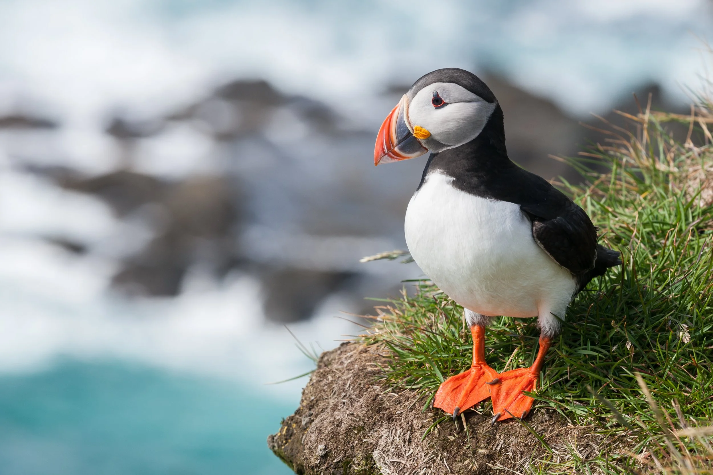 A puffin standing on a grassy rock overlooking the ocean with blurred water and rocks in the background.