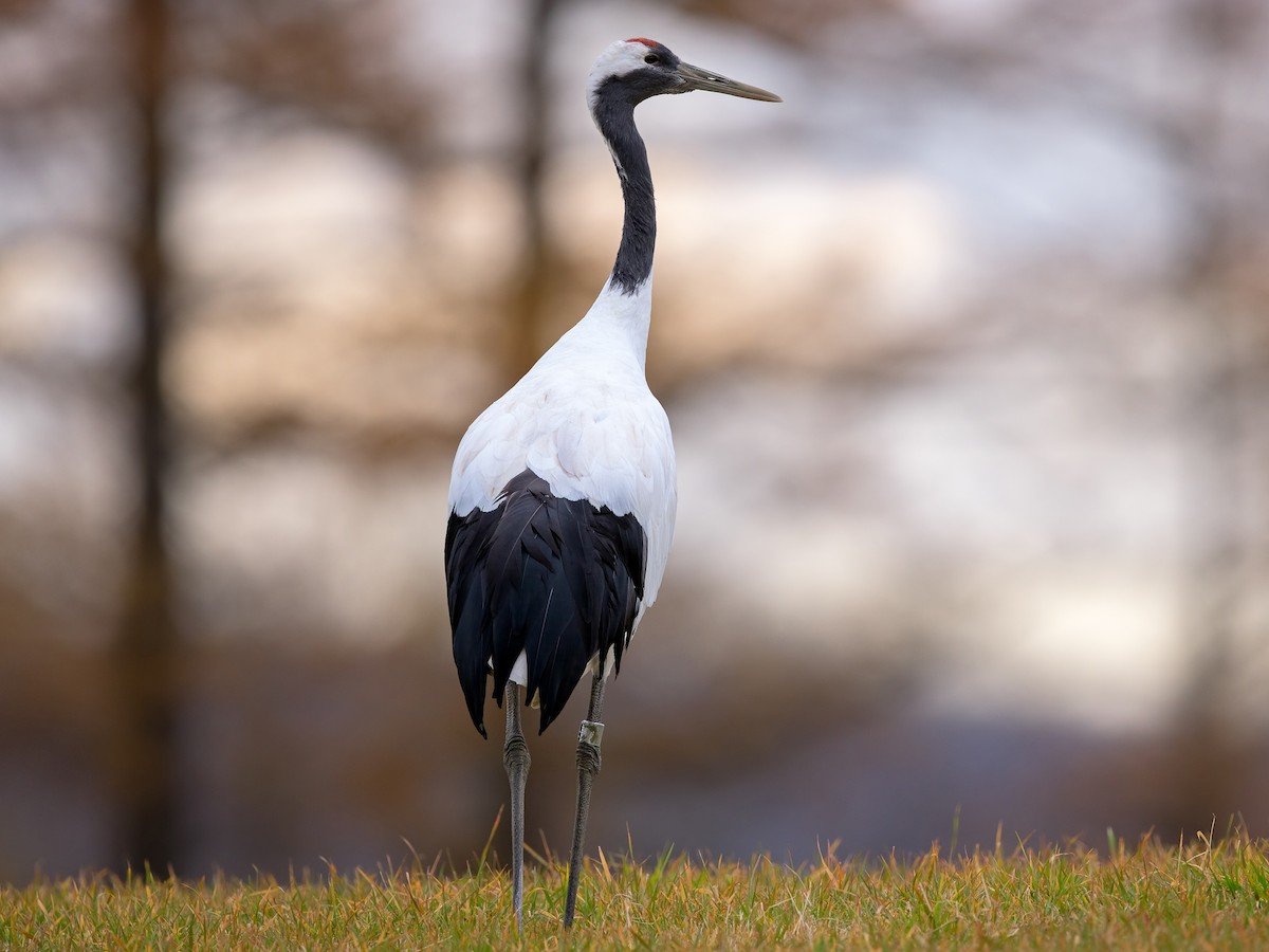 A tall white and black crane standing on grassy ground in a natural setting.