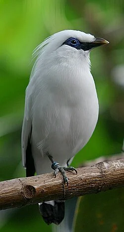 A white bird with a black eye stripe and a black beak, perched on a branch with a green blurred background.