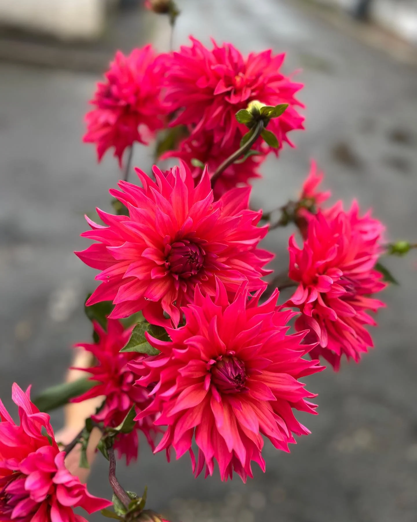 🌺Dahlia🌸

Fleurs de saison 

#producteurfran&ccedil;ais #fleurslocalesetdesaison #fleuristeengag&eacute; #slowflowers #tourscity #toursmaville #tourraineloirevalley #fleuristetours #atelierfloral #fleuristemariage 
@collectif_delafleurfrancaise