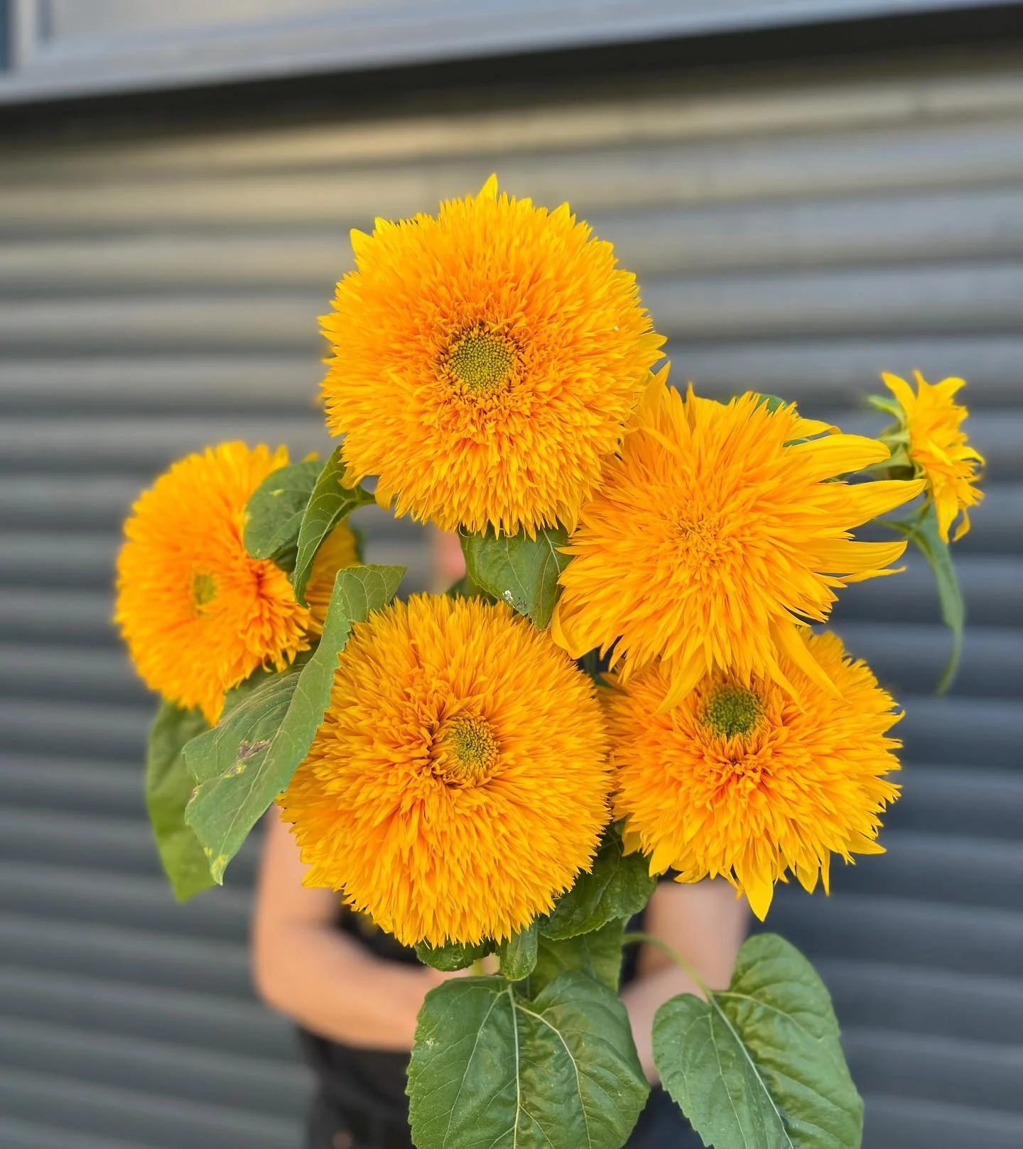 🌻Fleurs de saison🌻

Magnifiques tournesols doubles qui r&eacute;pondent aussi au doux nom de tournesols Teddy Bear! 
Cultiv&eacute;s avec amour en plein champs par @capucineetmarguerite .
De la couleur, du sun, du locale, du original&hellip; bref t