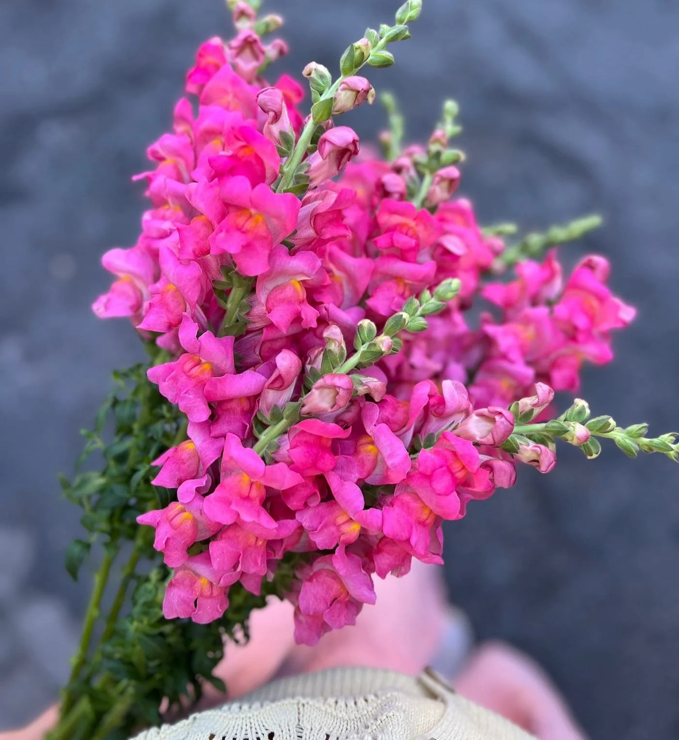 RENTR&Eacute;E J-1 🌸

Demain c&rsquo;est la rentr&eacute;e pour les &eacute;coliers et aussi pour beaucoup d&rsquo;entre vous, les fleurs fra&icirc;ches font leur retour &agrave; l&rsquo;atelier d&egrave;s jeudi avec une s&eacute;lection de maboule 