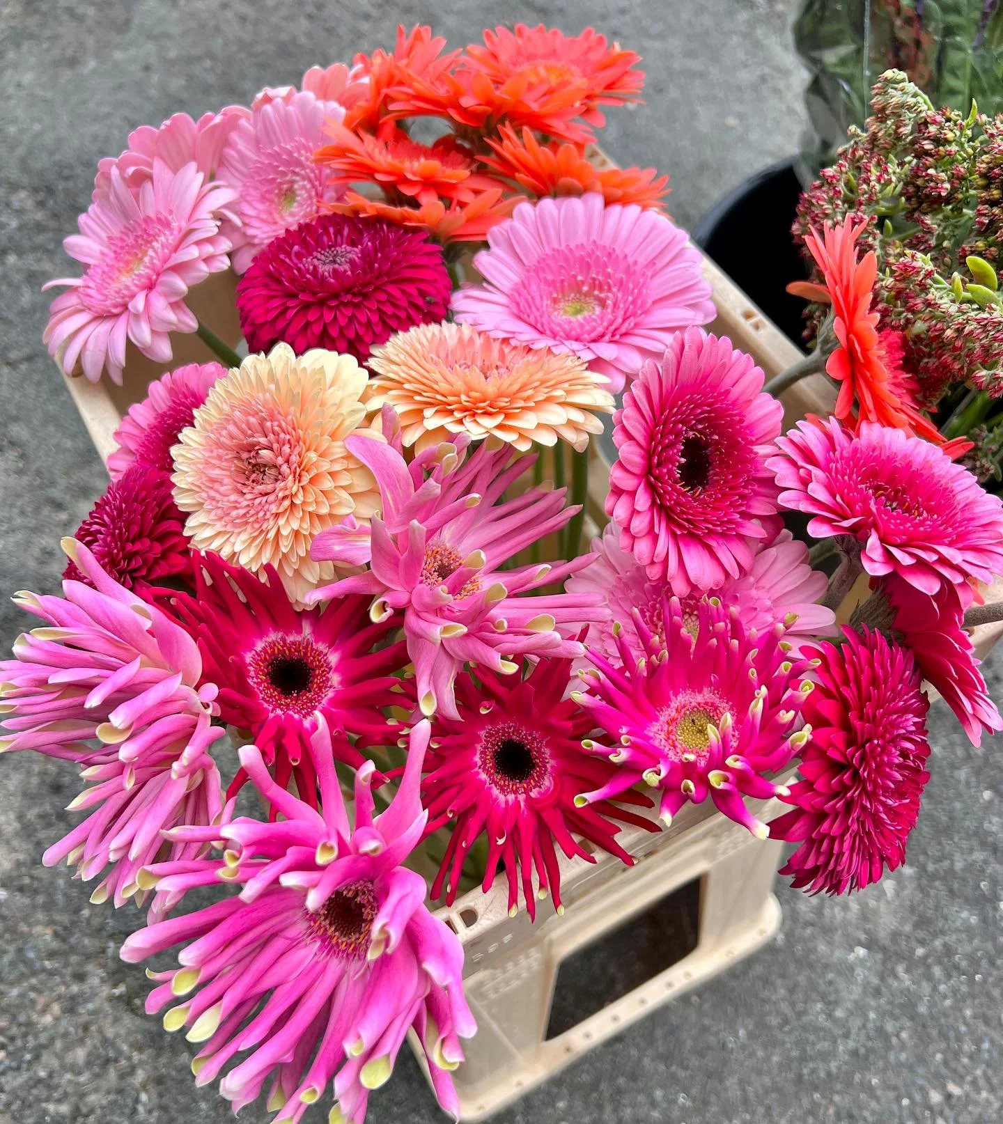 🌸💗 OCTOBRE ROSE 🌸💗 

Pas de grand texte, juste des belles fleurs fran&ccedil;aises pour toutes celles qui se battent contre un cancer du sein 🌺🌸💗
Faites vous d&eacute;pister, surveiller, prenez soin de vos boobs et de votre sant&eacute; ! 🙏🌸