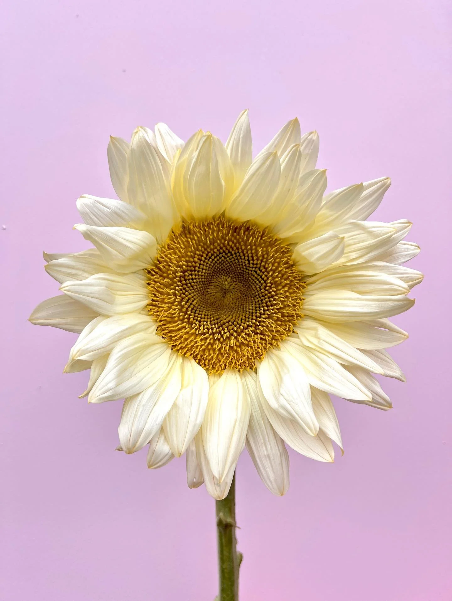 🌻 SUNFLOWER 🌻
Profitez des derniers tournesols 
Celui là vient du Var et sa couleur jaune pastel nous a fait fondre! 
#fleursdesaison #fleurslocales #slowflowers #atelierfloral #fleuristetours #tourscity #fleuristeecoresponsable #toursmav