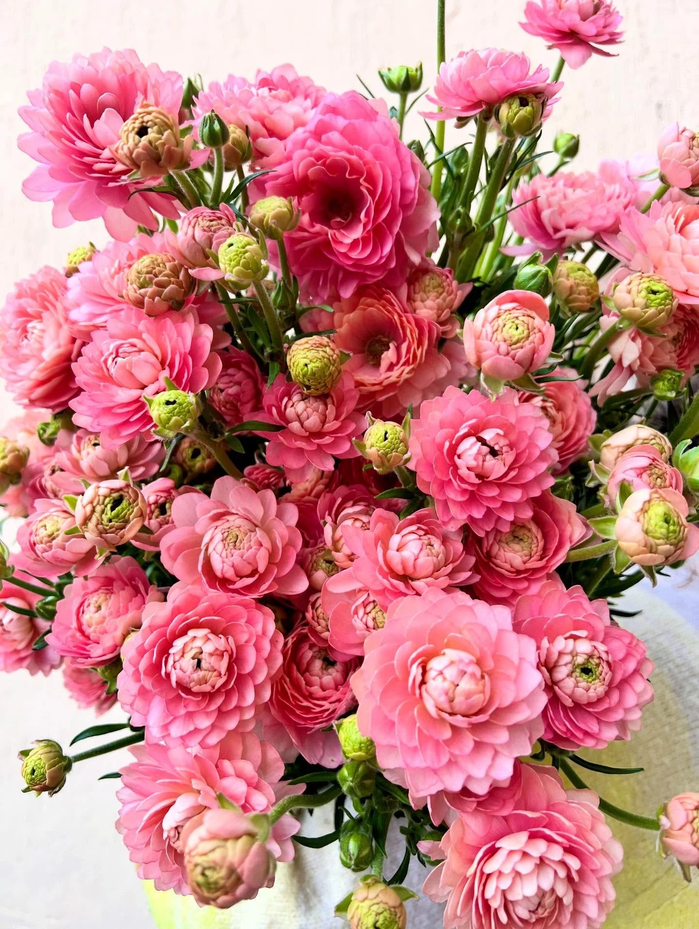 🌸Renoncules💗

Notre passion, vous proposer des fleurs de saison originales, graphiques, et sauvages! 

Cette semaine nos fleurs sont fran&ccedil;aises 🇫🇷 comme toujours , mais on a fait une petite exception pour ces renoncules moderna en direct d