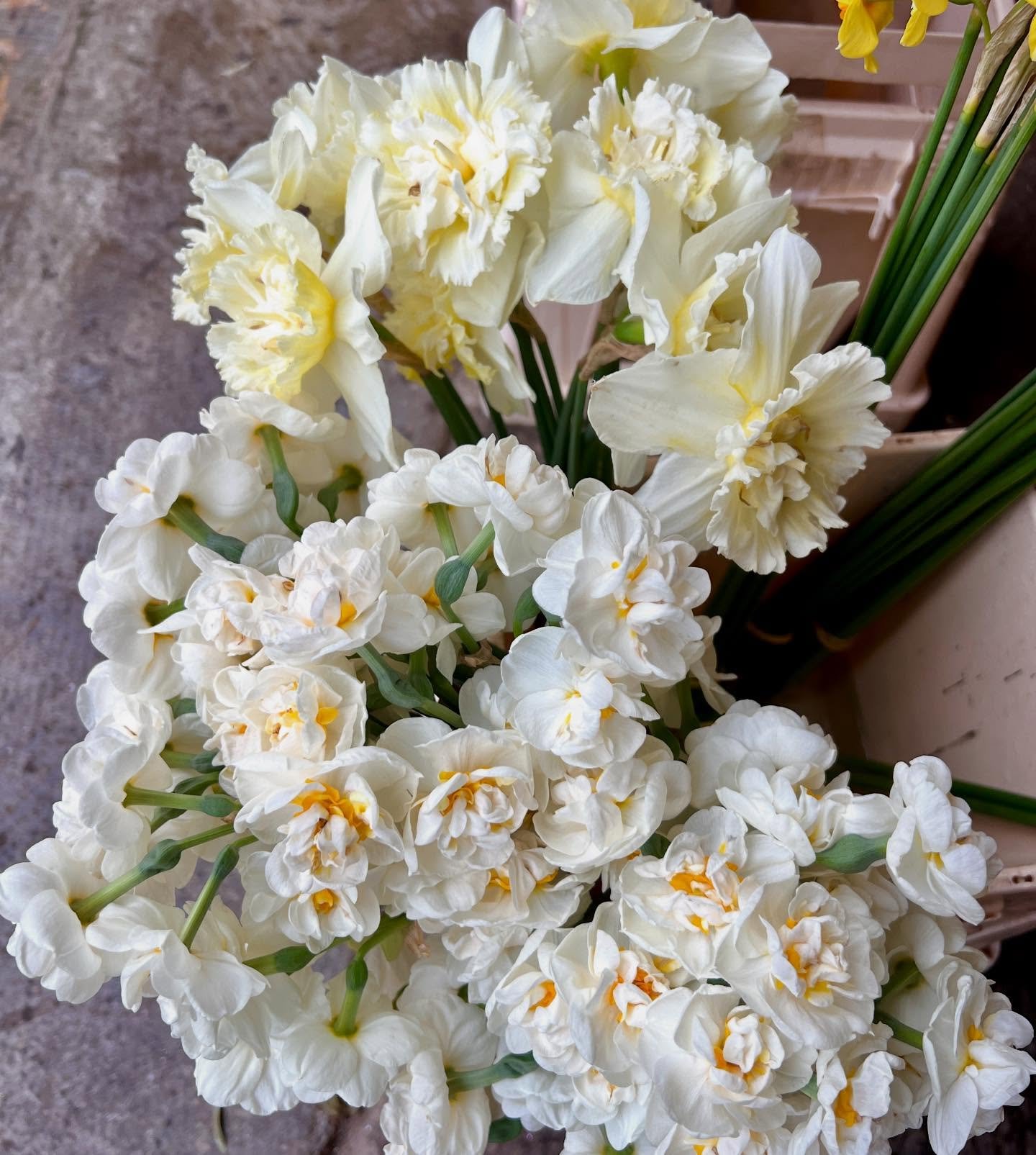 🌼Narcisses🌸

Un maximum de ❤️ pour ces mini narcisses doubles, en direct de Chinon, ils sentent divinement bons et enchantent vos maisons cette semaine! 

Oui, les fleurs ont encore une odeur, quand elles sont locales, cultiv&eacute;es avec passion