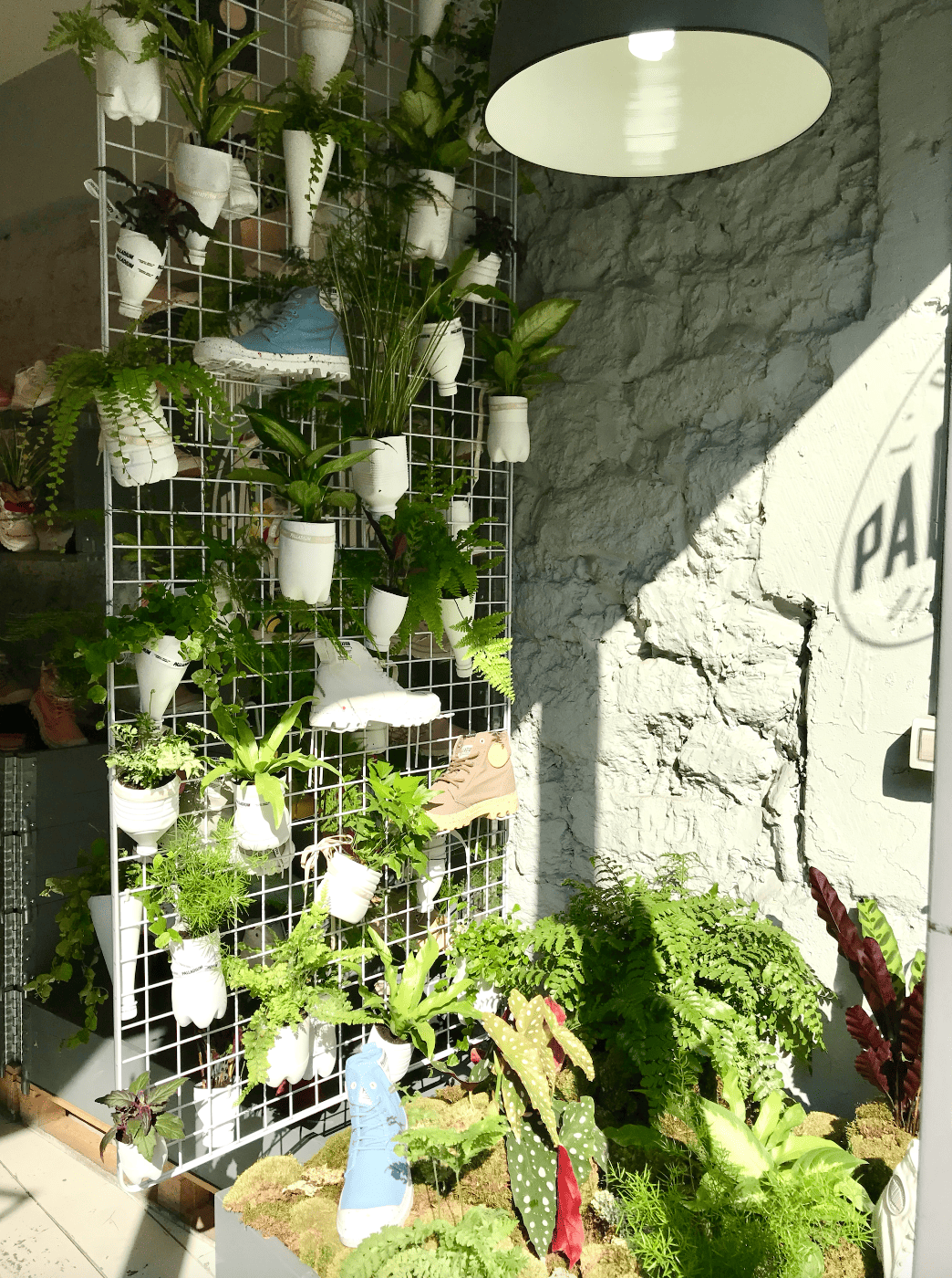 Vitrine de plantes vertes et fleurs dans des jardinières et pots blancs, avec des chaussures de sport bleues et beiges, dans un espace éclairé par la lumière naturelle, mur en pierre et mur blanc en arrière-plan.