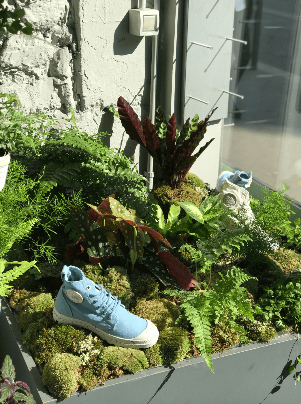 Plateau de plantes vertes avec une chaussure bleue en premier plan, plantes variées dont une avec des feuilles colorées, et une vitre en arrière-plan.