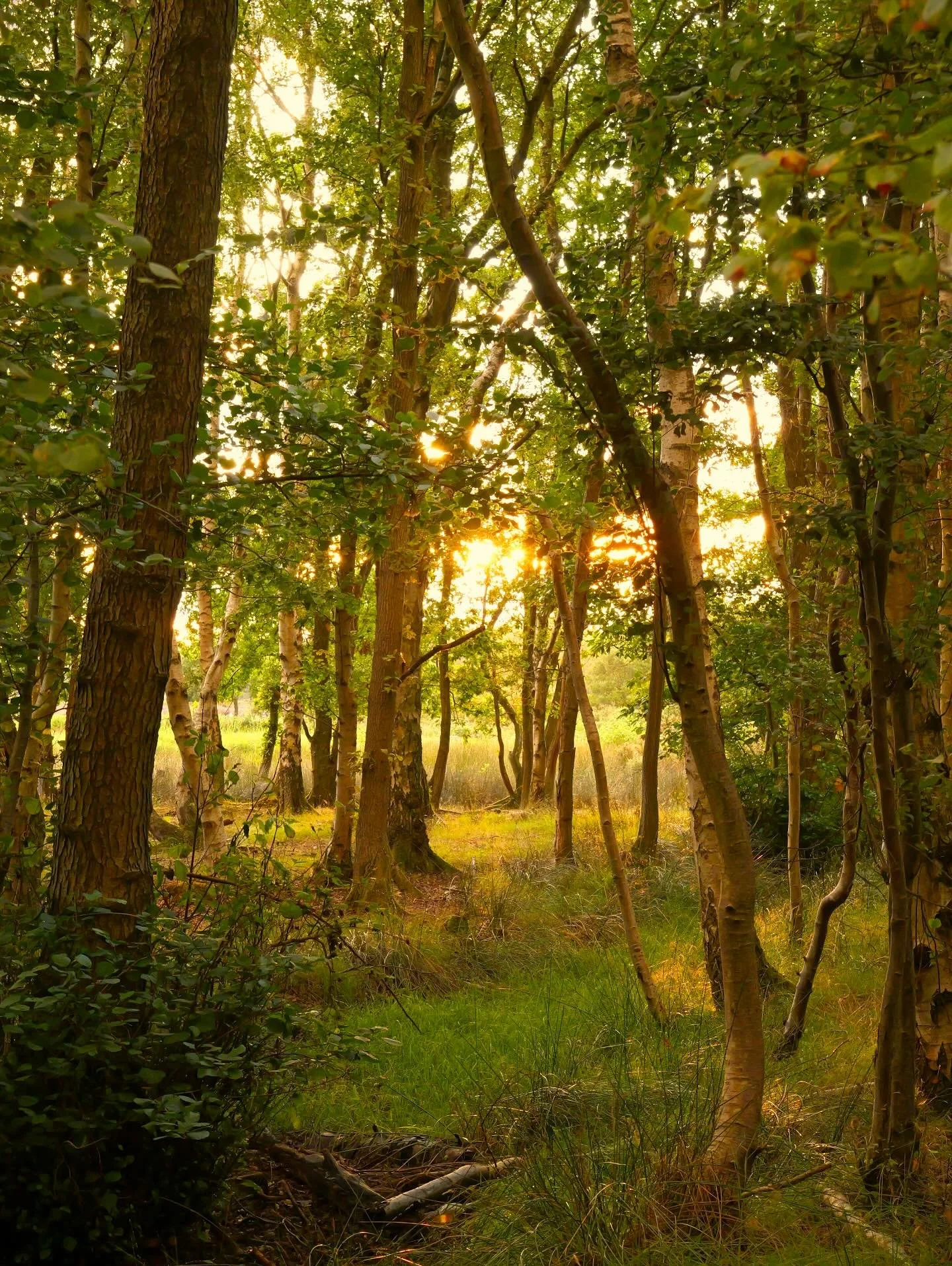 Time for a walk at the end of the day.

Sat under a tree, eyes closed just listening to the woodland, feeling the change in temperature as the clouds rolled past the setting sun. Listening to the wind blow through the leaves, bees making a final coll