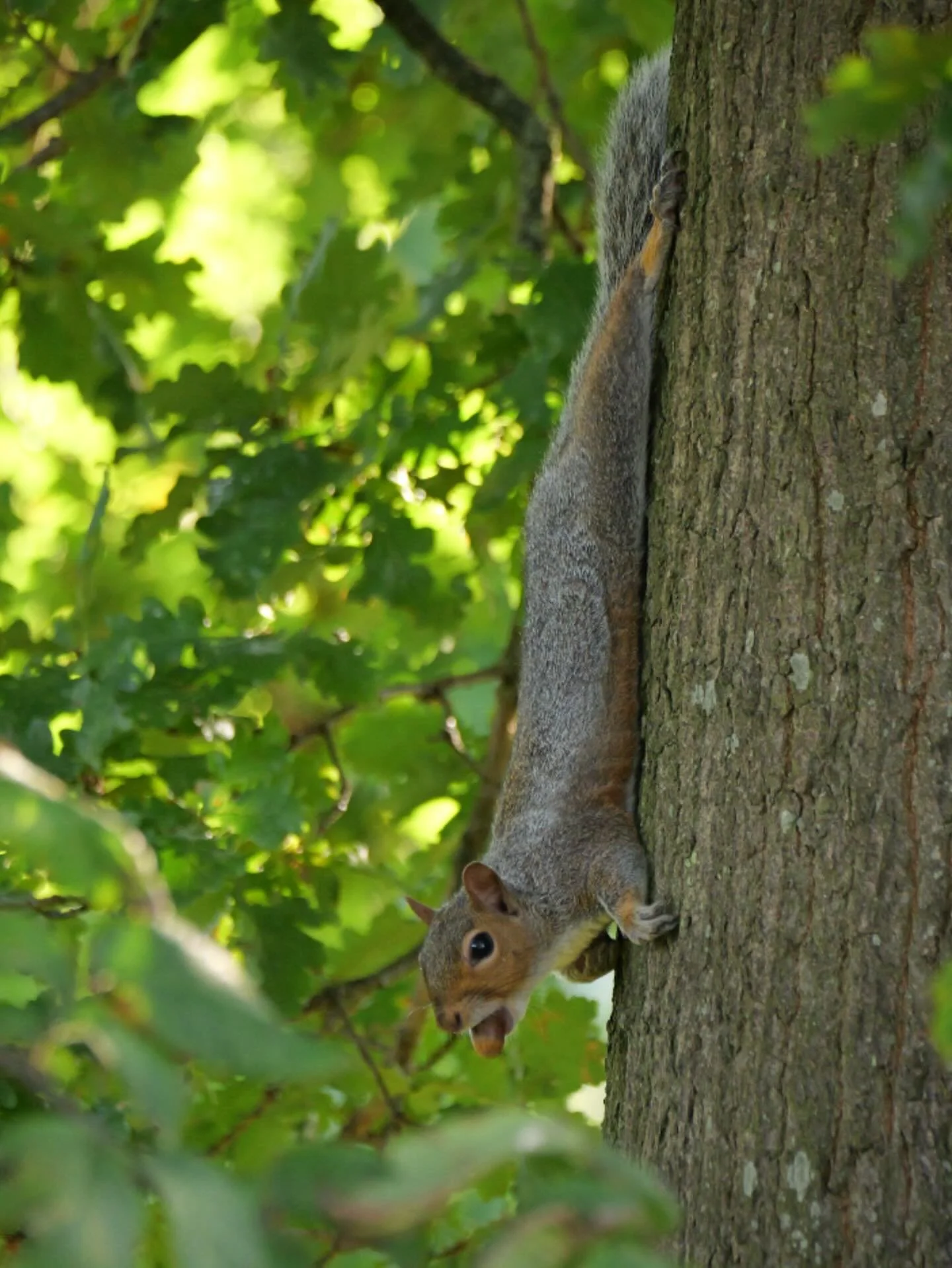 It&rsquo;s that glorious, beautiful time of the year! Squirrels are making the most of acorn mast this year, stocking up and caching them for the winter months.

#autumnvibes #squirrel #acorns #oak #tree #nature #naturetherapy #forestbathing