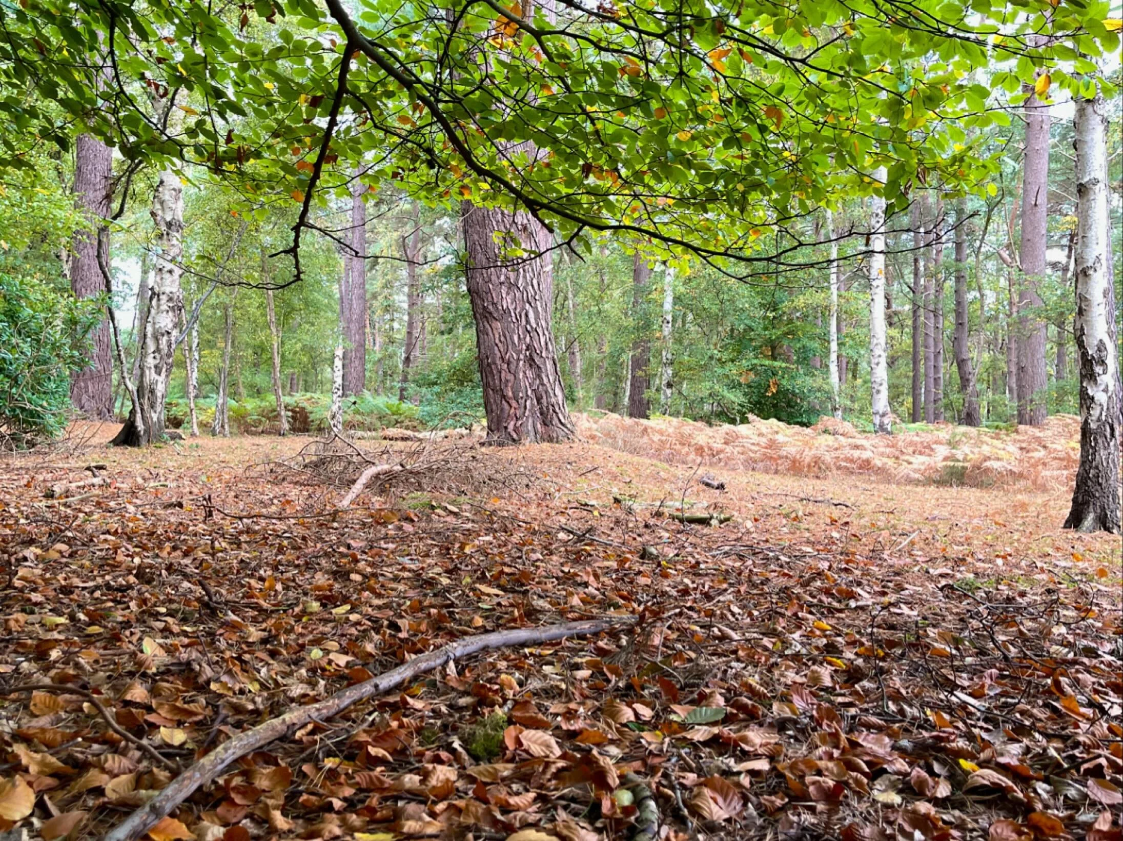 The most beautiful time to be in the woodland.
Leaves in the trees changing colours, a lovely soft carpet to sit on.
Worth the time to stop and admire!

#wolfertonwoods #autumn #forestbathing #foresttherapy