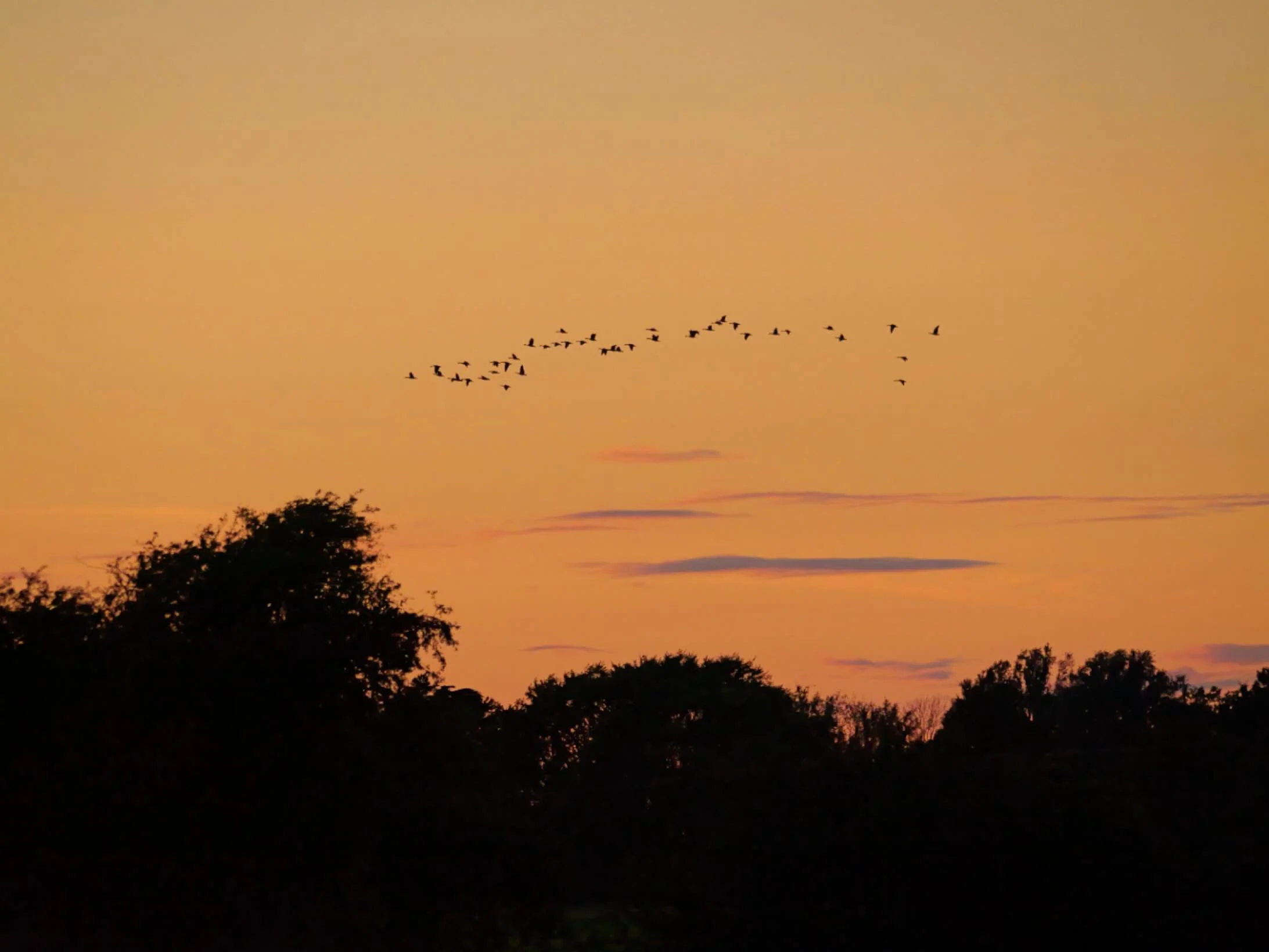 Shorter days brings richer sunsets and geese flying over.

A stunning combination of sight and sound that herald the change of season.
It&rsquo;s easy to start feeling a bit low, it can be cold and dark but noticing the beauty of the season can bring