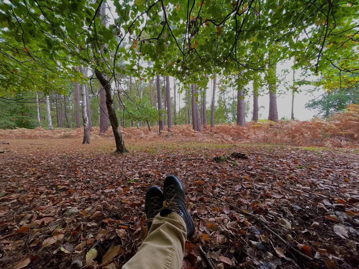 What a difference just over a couple of weeks can make!

Visiting the same spot regularly and noticing the changes is a great way to wind down and feel good.
Not only have the leaves changed but the smells also change as flowers and firs make way for
