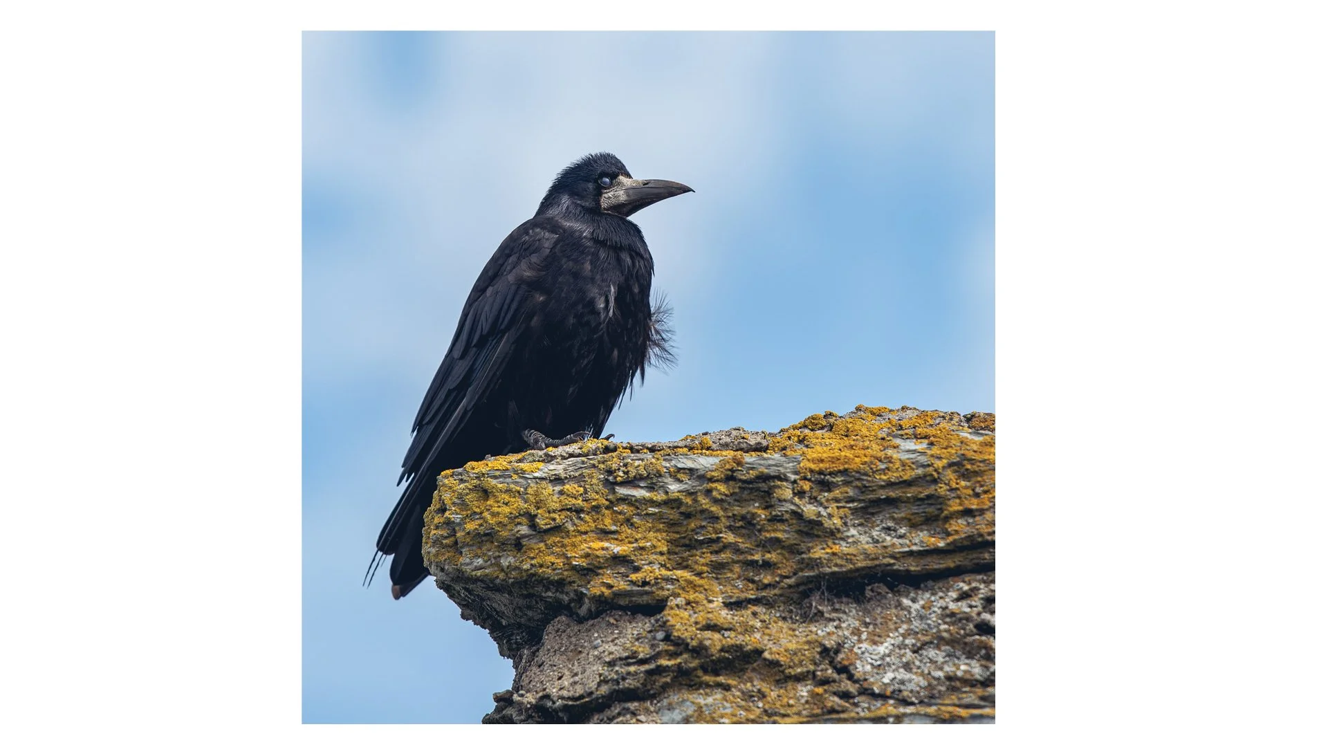Morrigan in her tower