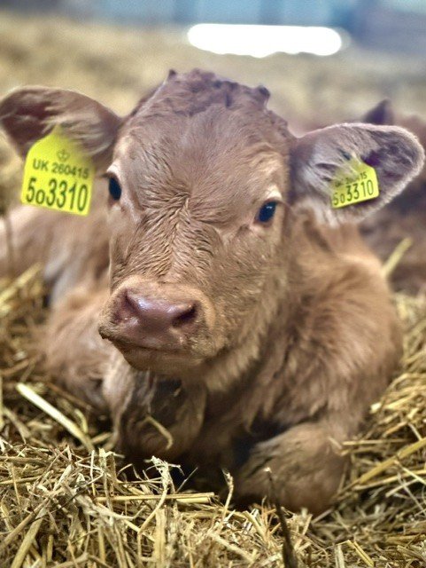 Close-up of a brown calf lying on straw with yellow ear tags.