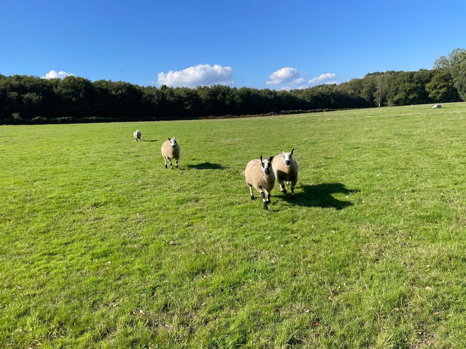 Four sheep running across a green field on a sunny day with a blue sky and some clouds.