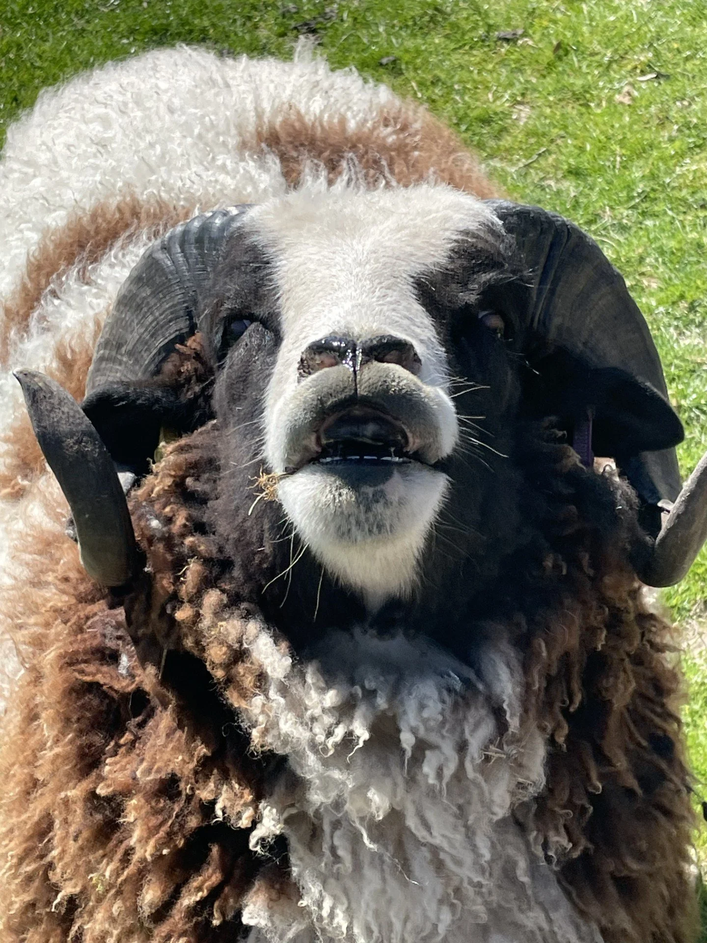 Close-up of a sheep's face with black and white markings and curly wool, lying on green grass.