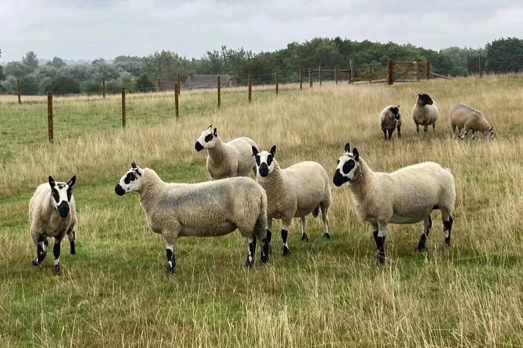 Six sheep in a grassy field with a fence, some in the background and trees in the distance.